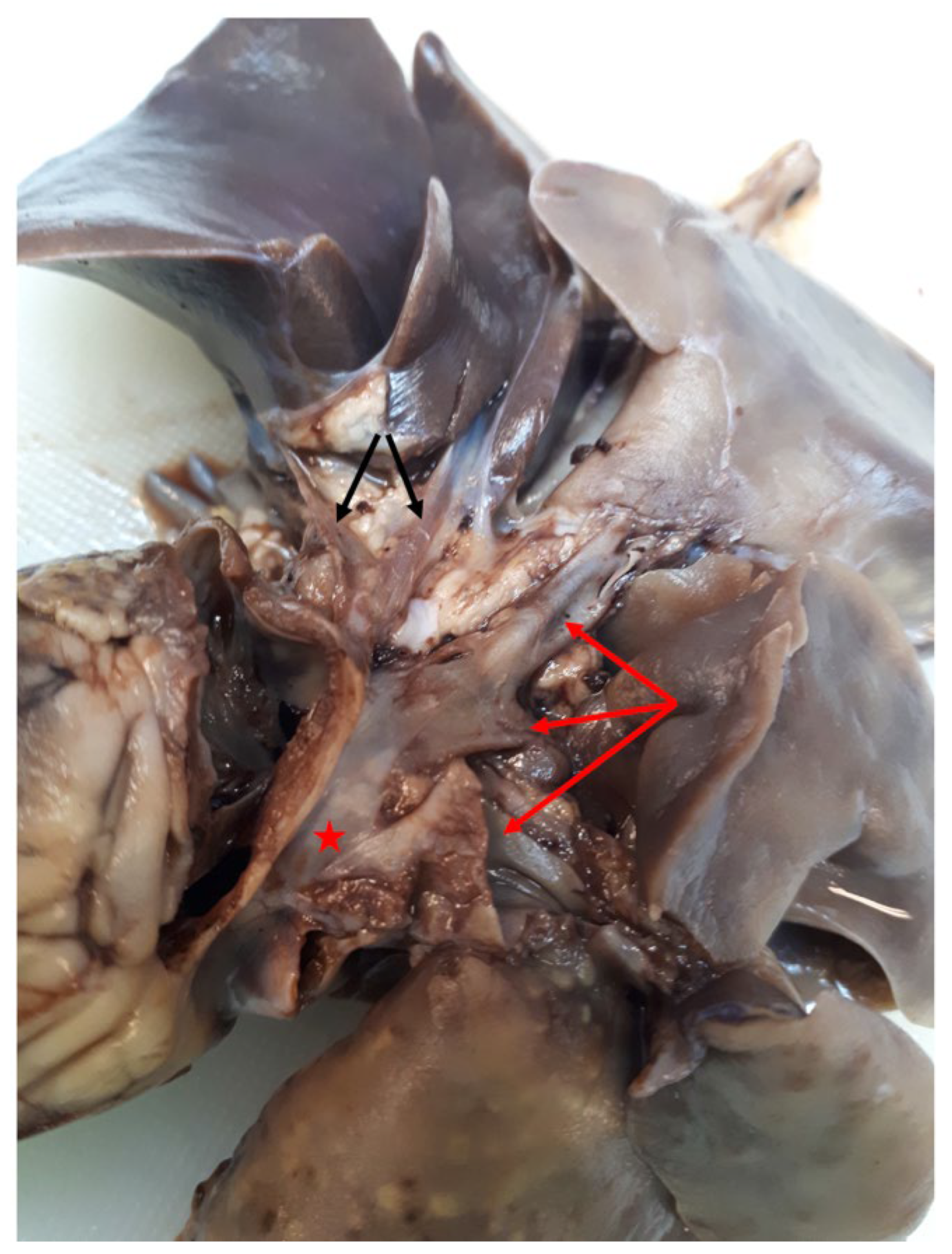Vetsci 10 00023 g006 Vetsci 10 00023 g006