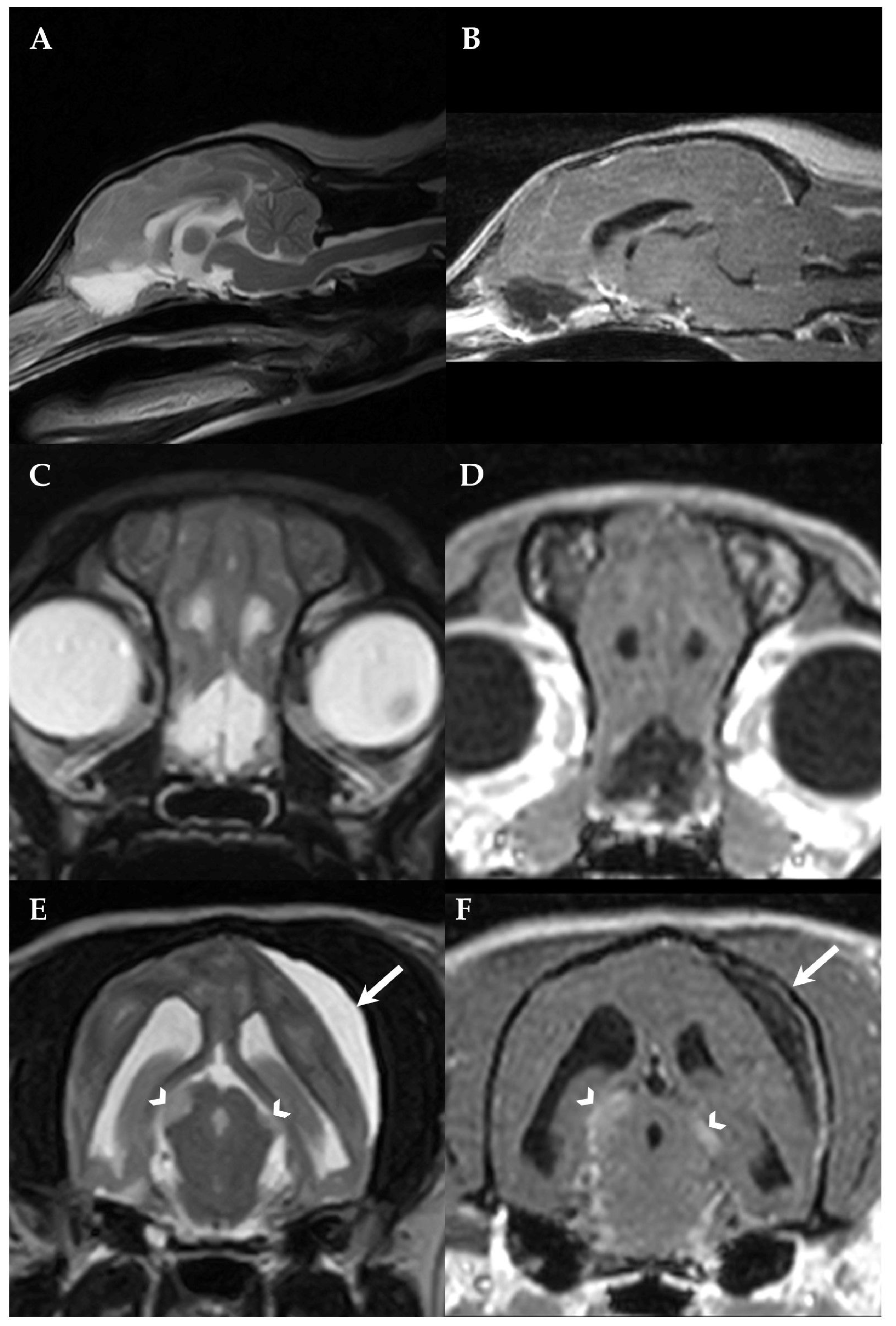 Vetsci 10 00024 g002 Vetsci 10 00024 g002