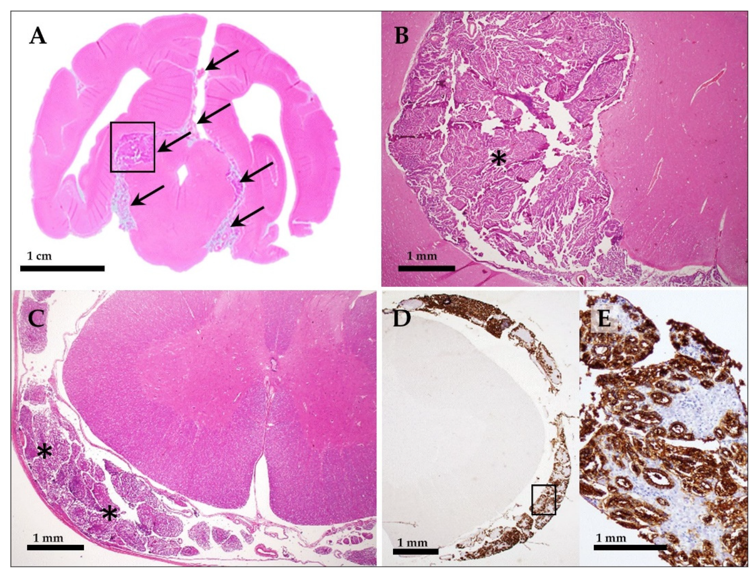 Vetsci 10 00024 g005 Vetsci 10 00024 g005