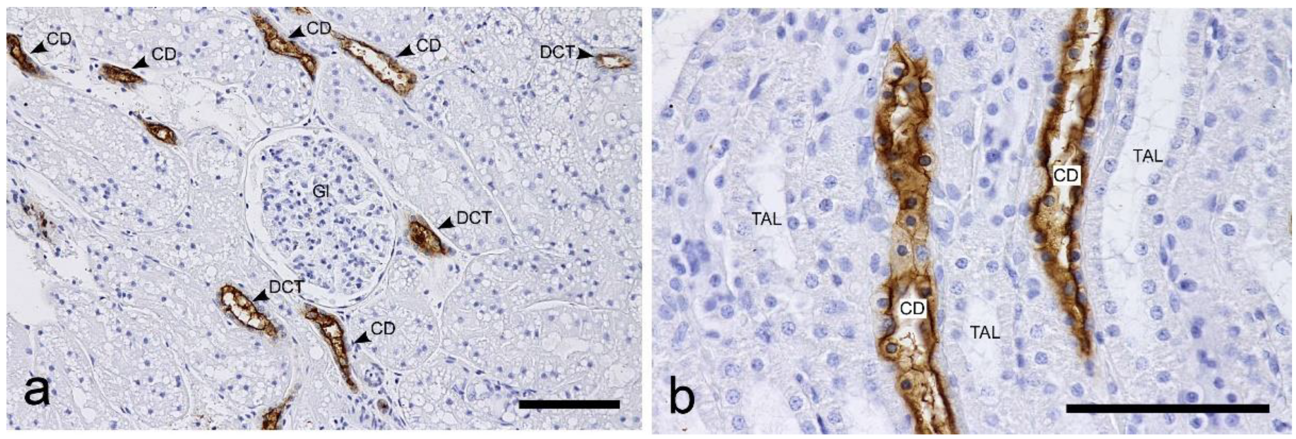 Vetsci 10 00026 g006 Vetsci 10 00026 g006