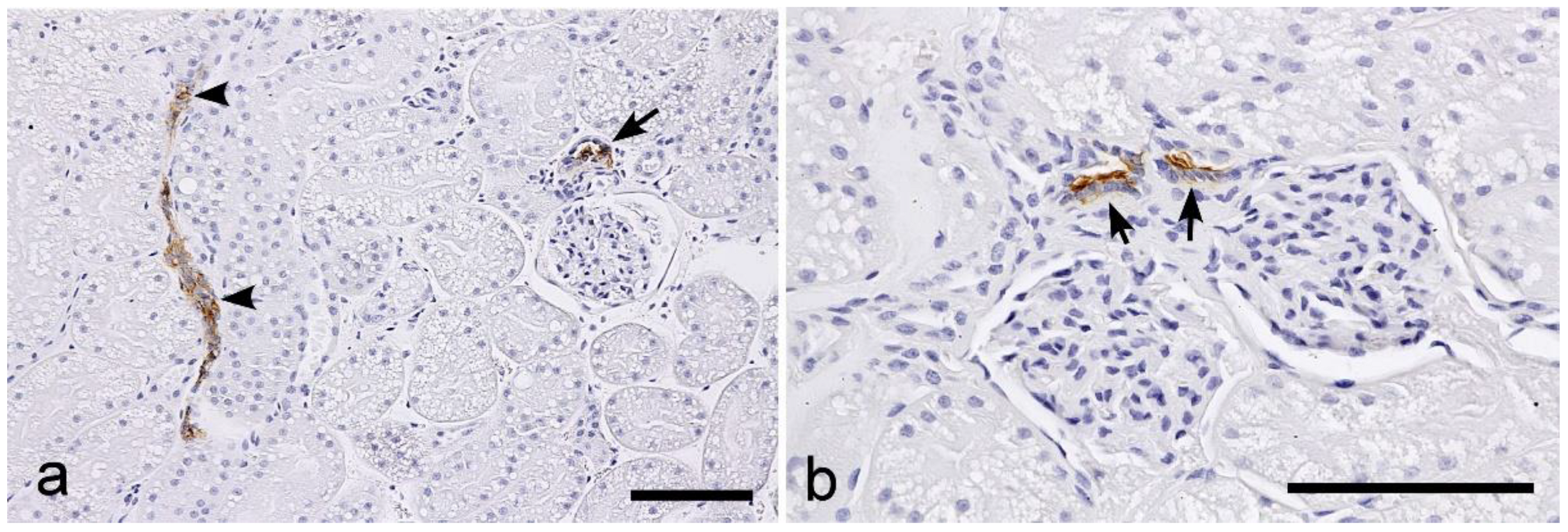 Vetsci 10 00026 g008 Vetsci 10 00026 g008