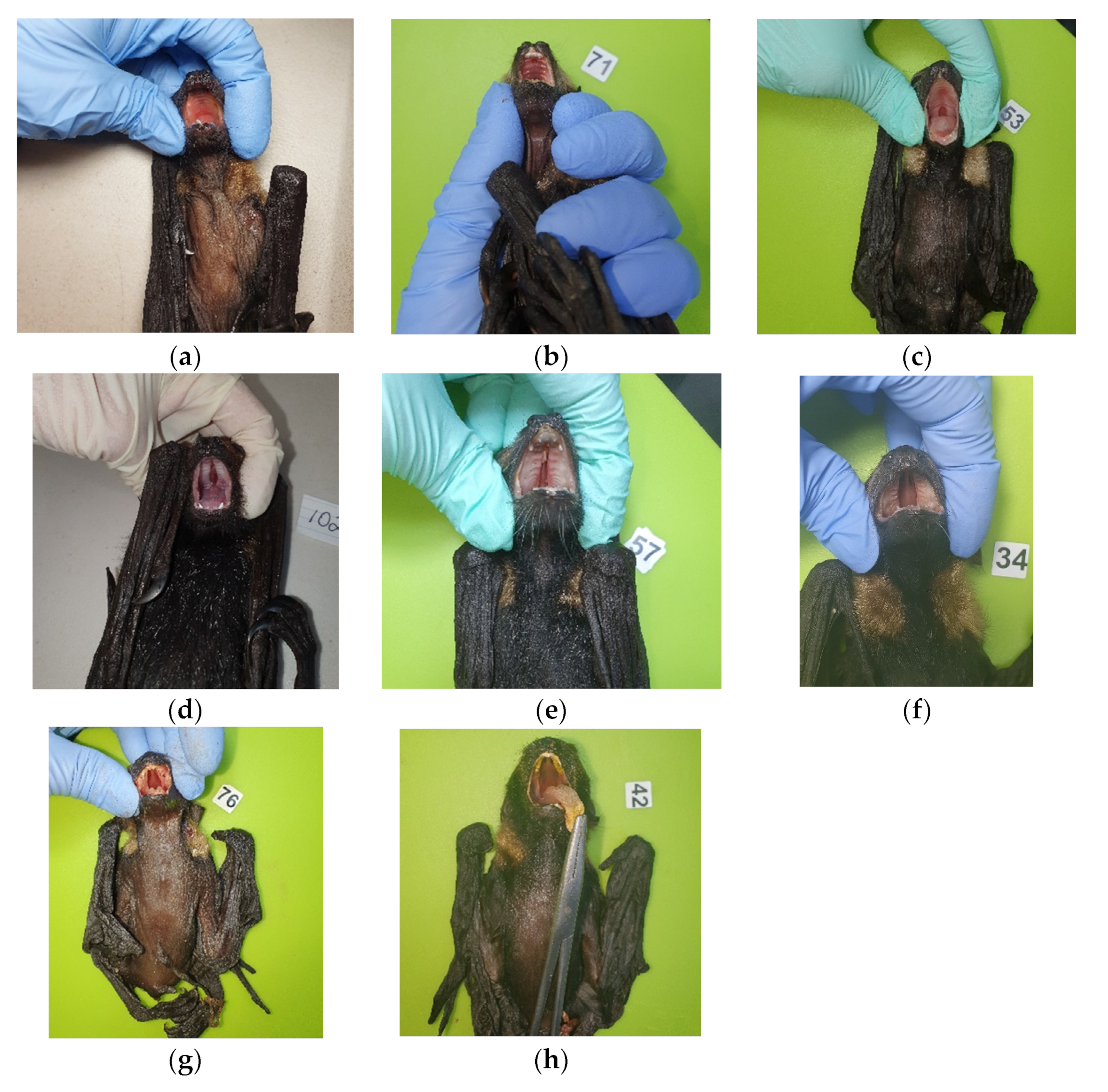 Vetsci 10 00038 g001