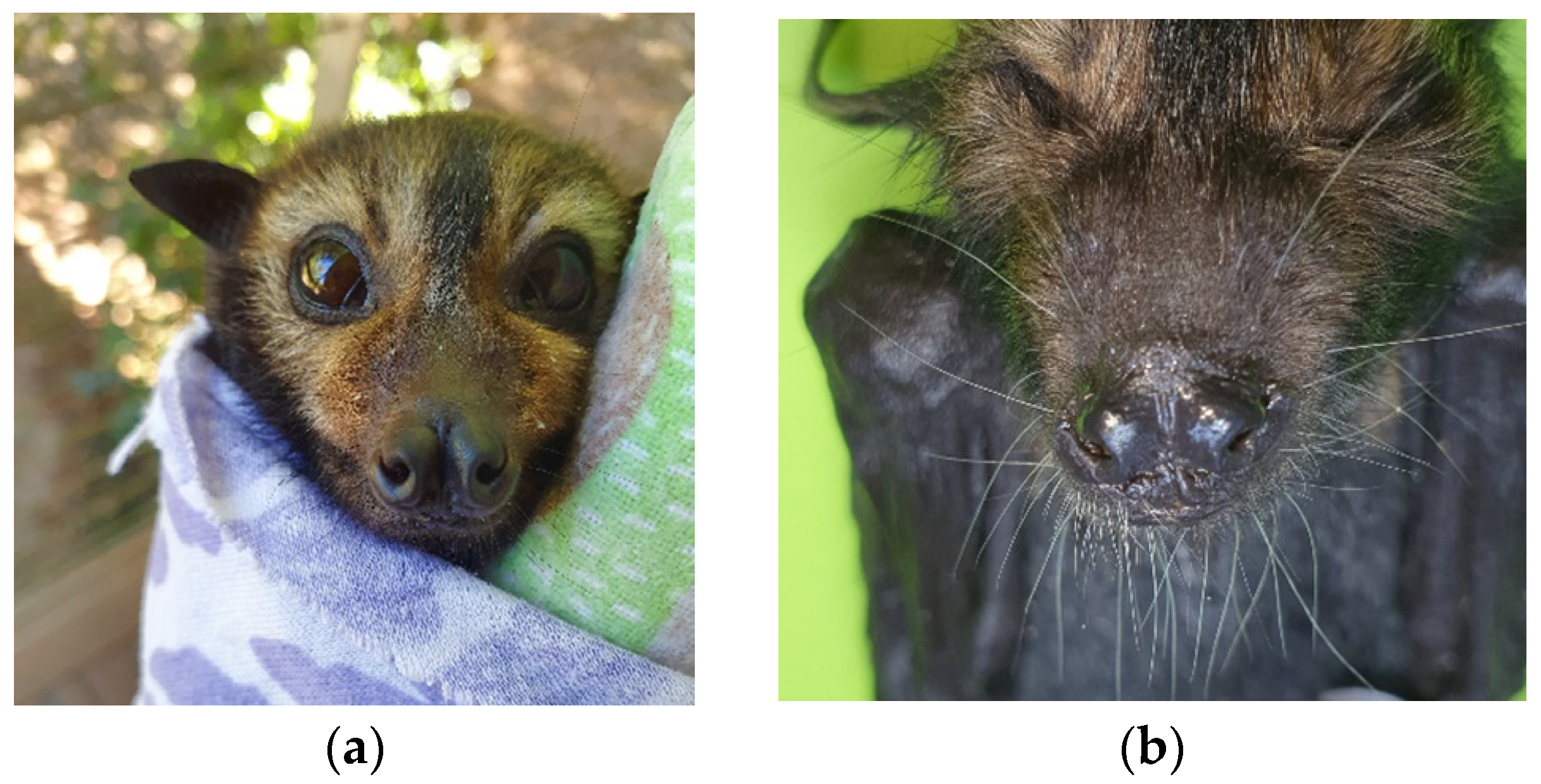 Vetsci 10 00038 g002a