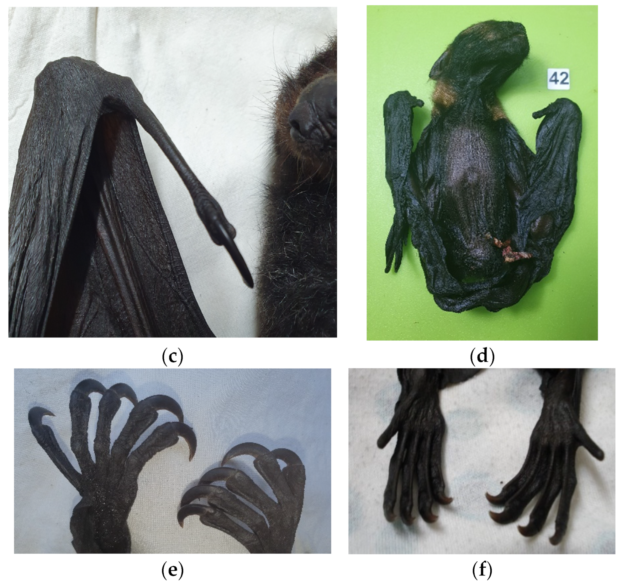 Vetsci 10 00038 g002b