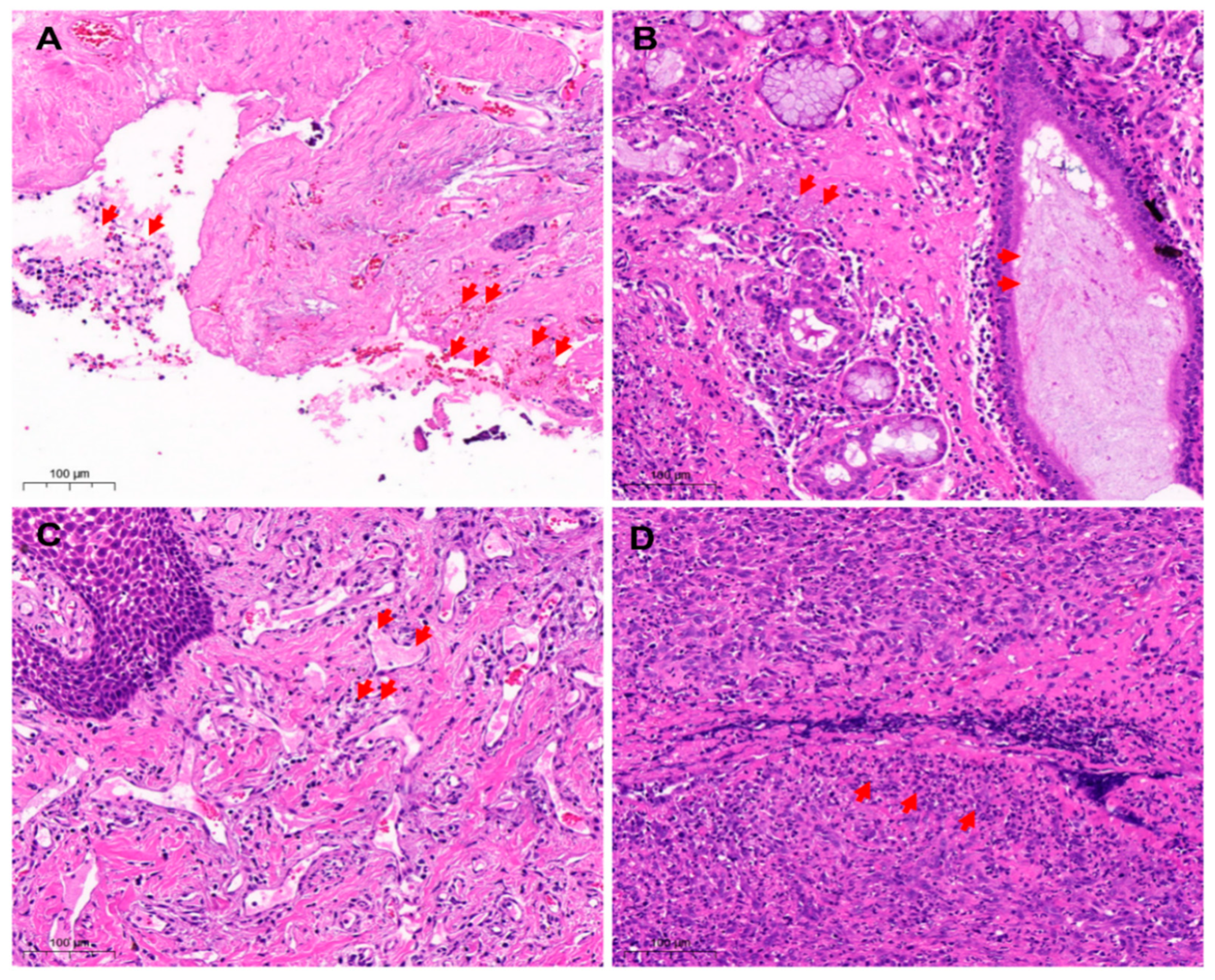 Vetsci 10 00046 g003