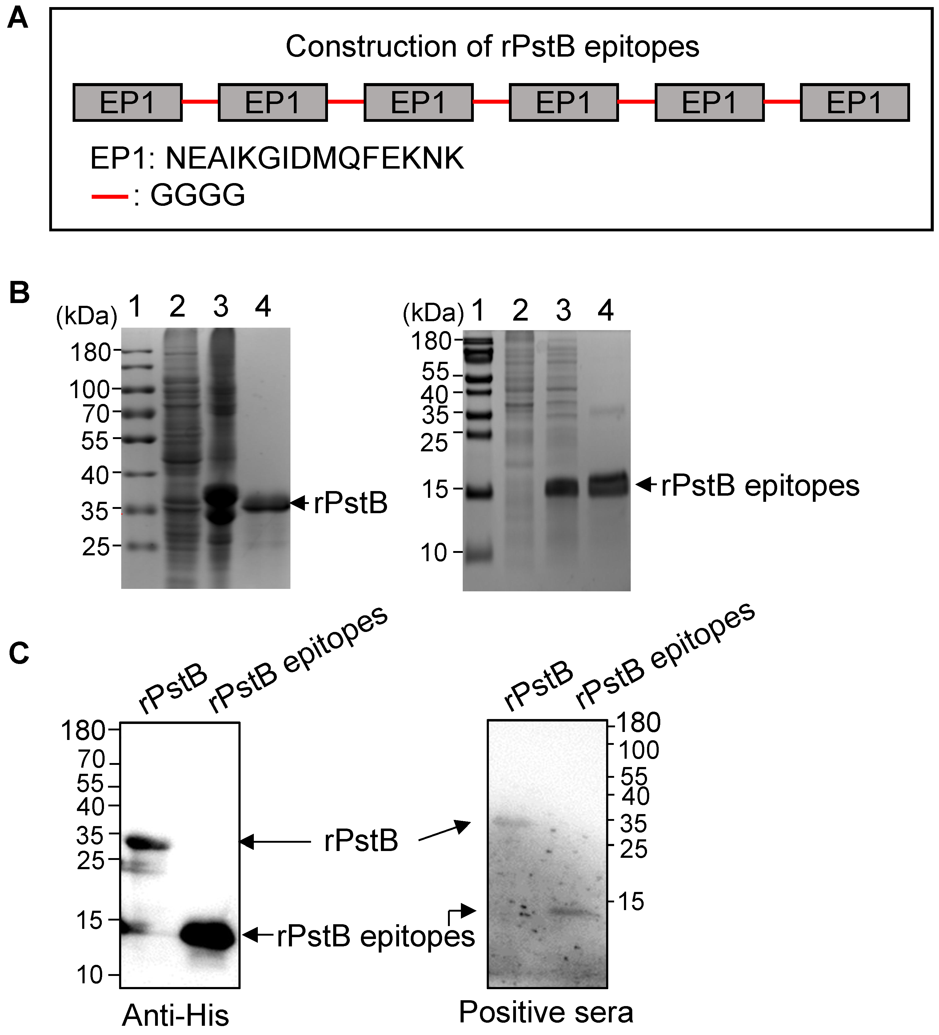 Vetsci 10 00048 g003