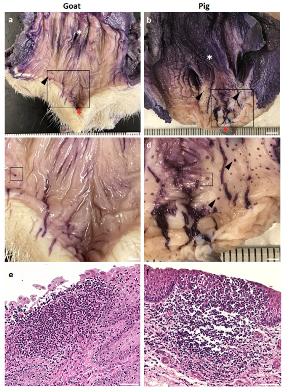 Vetsci 10 00051 g001