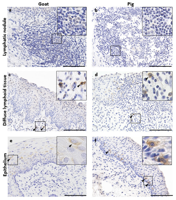 Vetsci 10 00051 g006