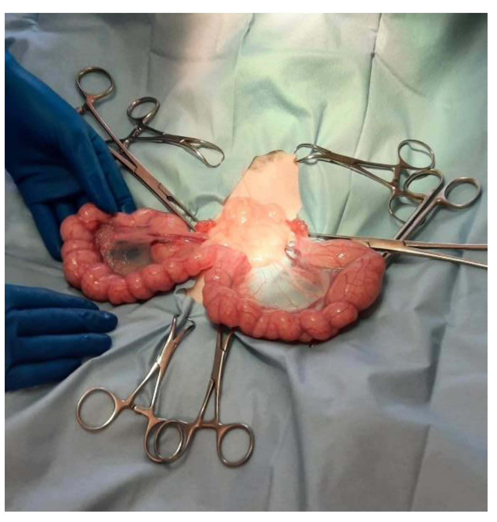 Vetsci 10 00060 g003