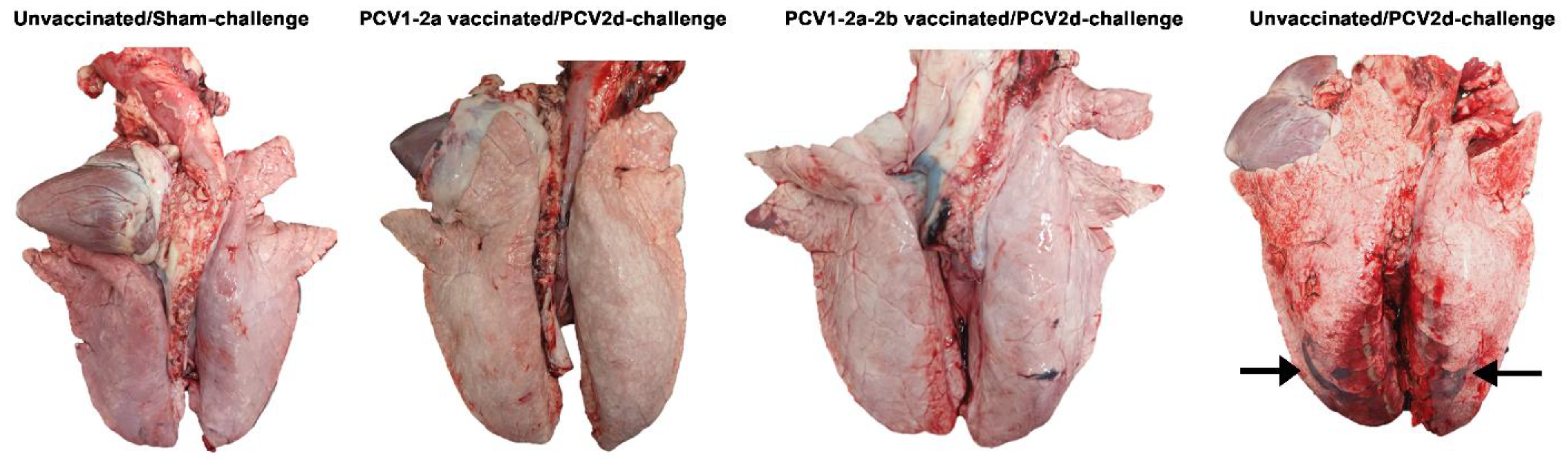 Vetsci 10 00080 g001