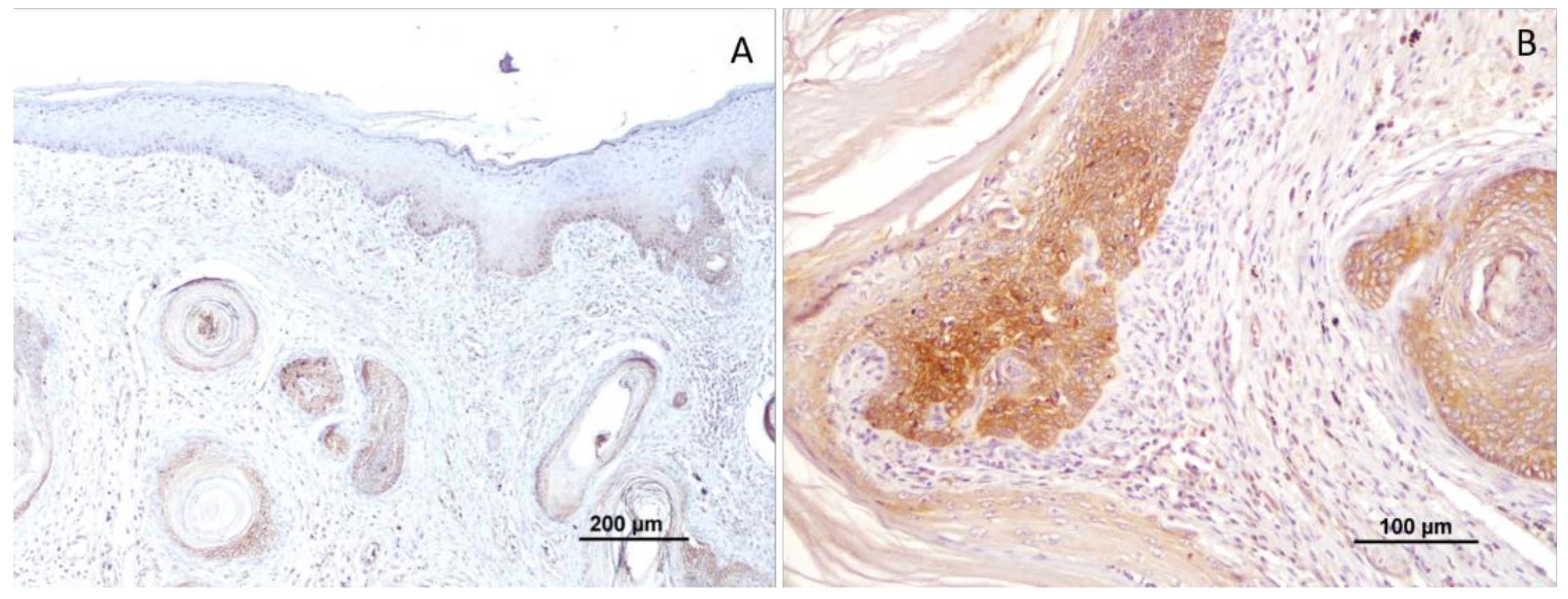 Vetsci 10 00086 g002 Vetsci 10 00086 g002