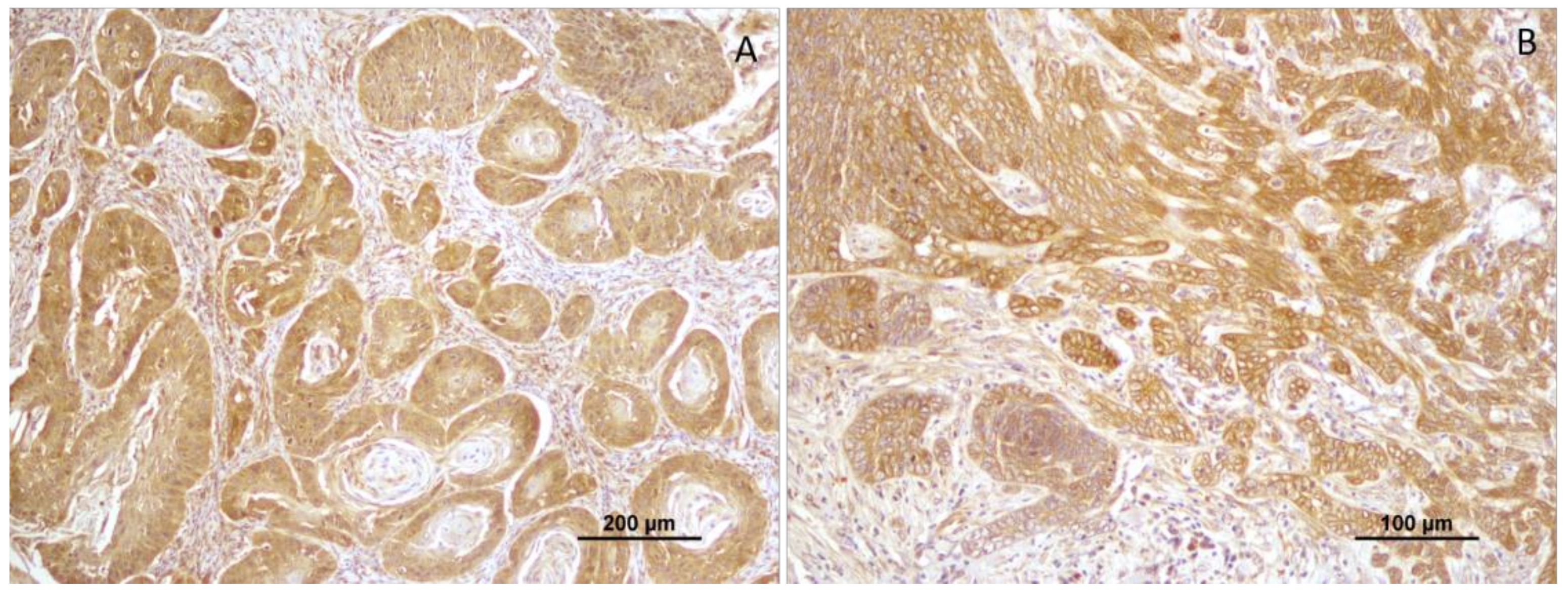 Vetsci 10 00086 g003 Vetsci 10 00086 g003