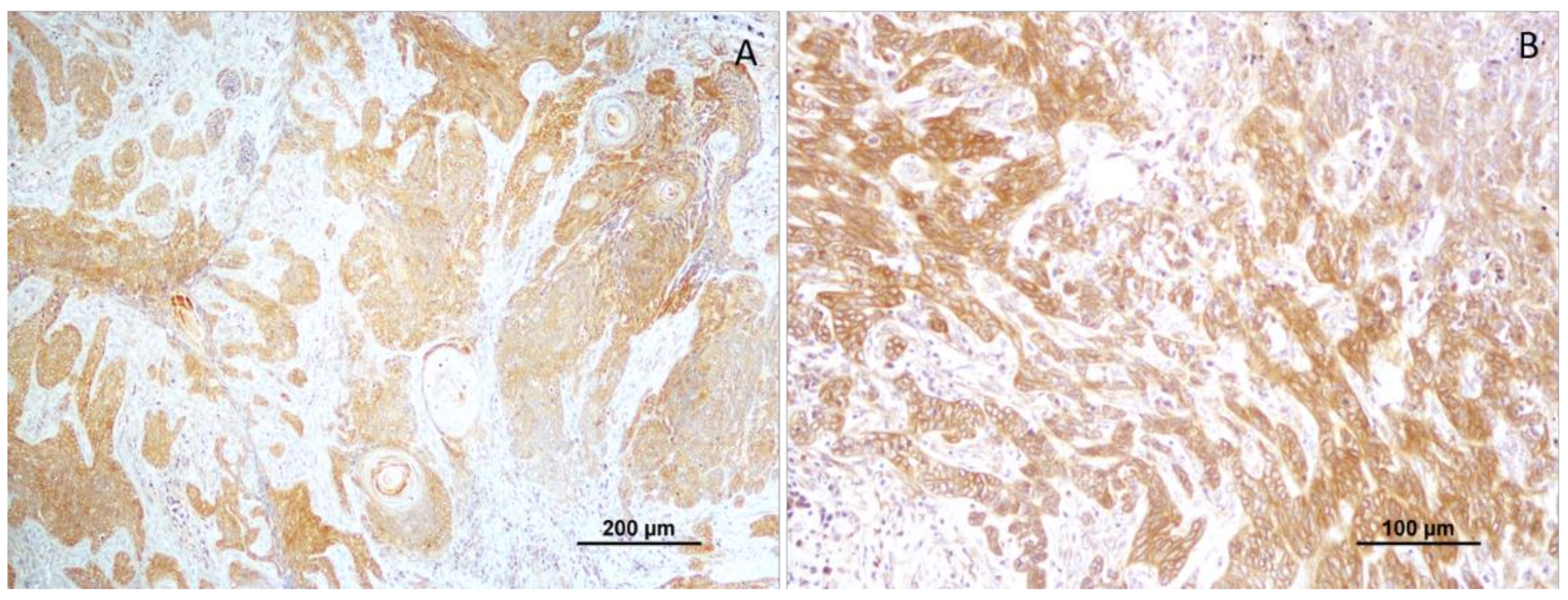 Vetsci 10 00086 g004 Vetsci 10 00086 g004