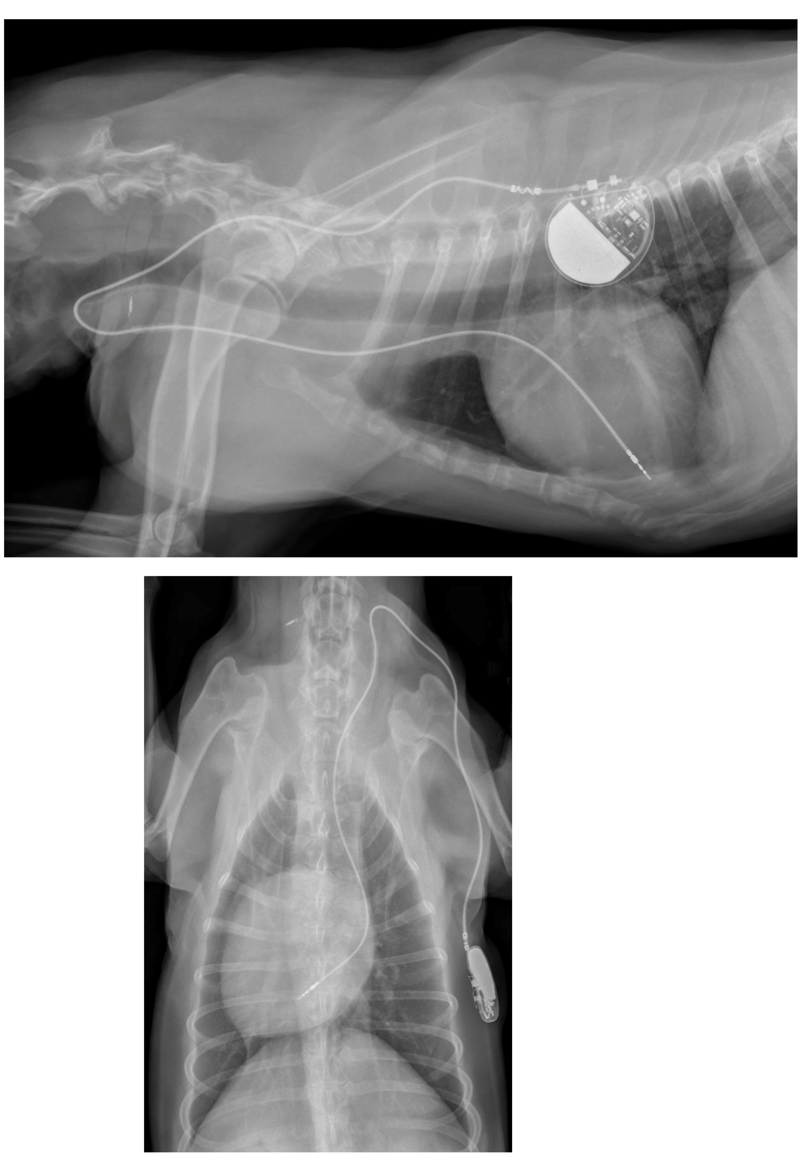 Vetsci 10 00093 g003 Vetsci 10 00093 g003