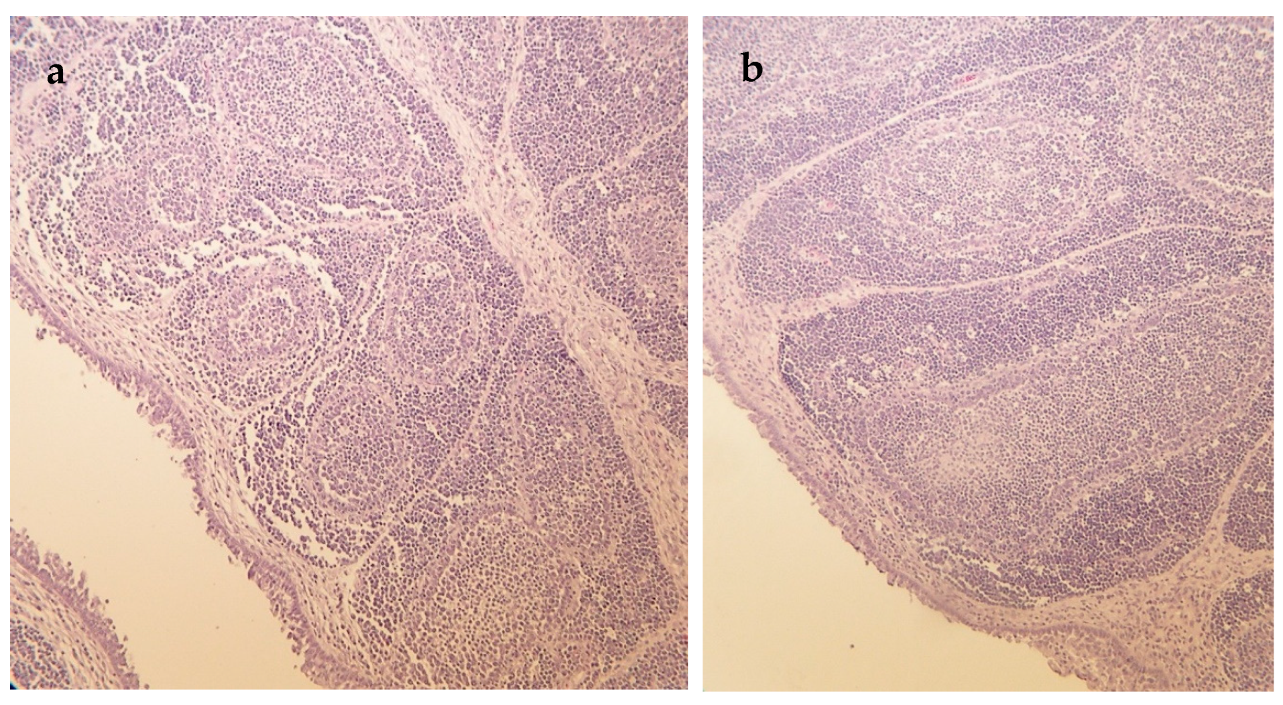 Vetsci 10 00100 g002