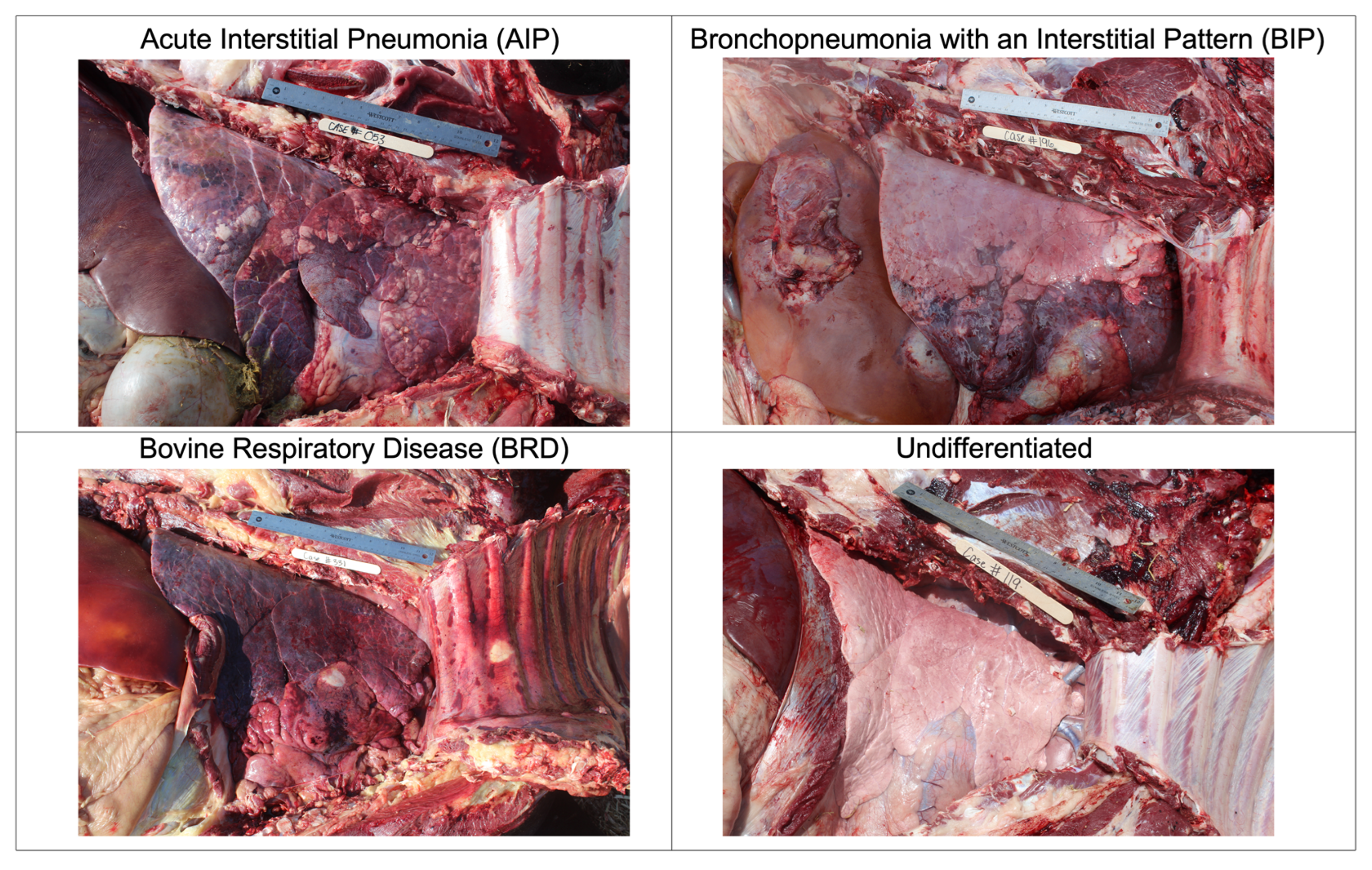 Vetsci 10 00113 g001
