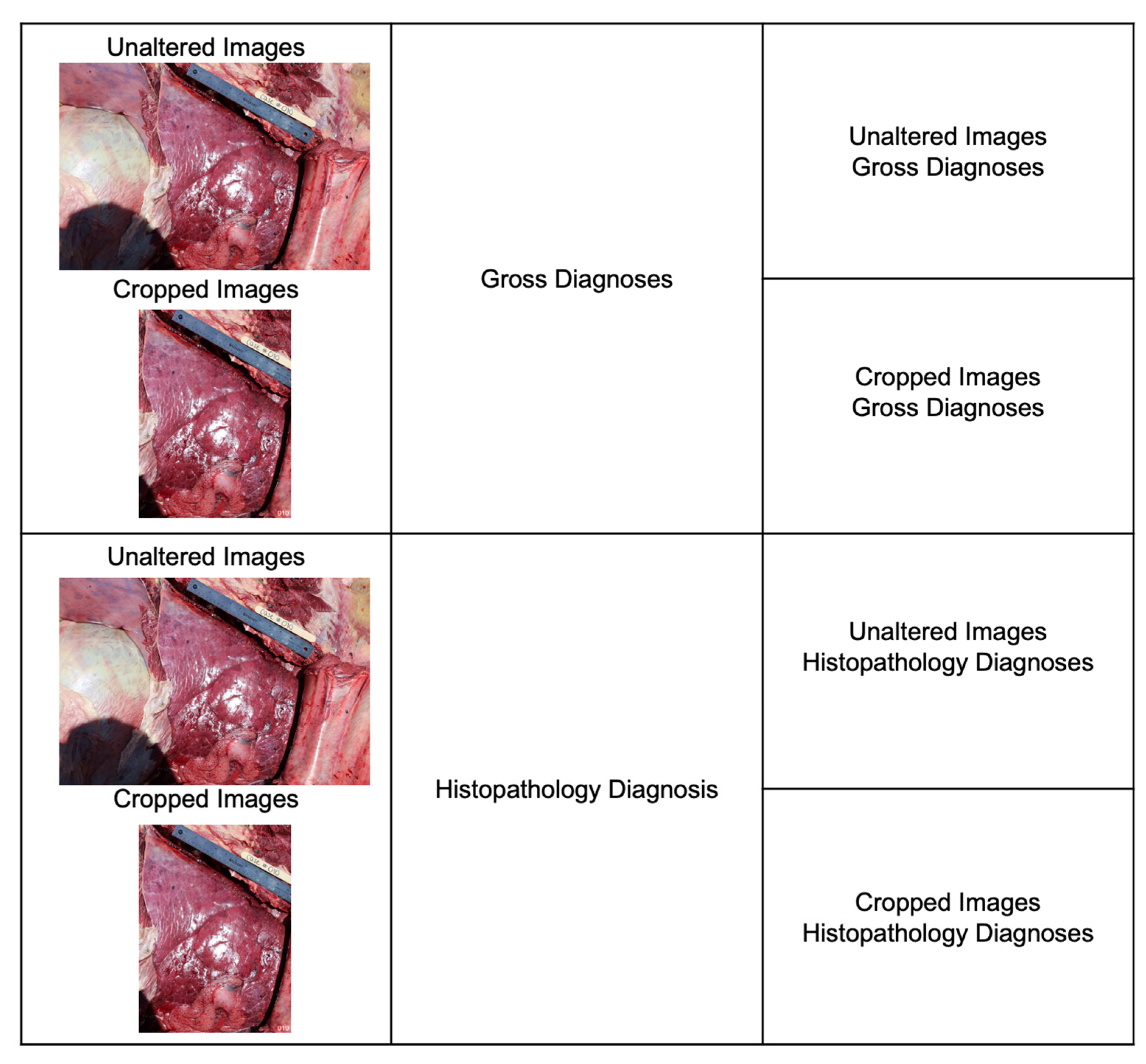Vetsci 10 00113 g003