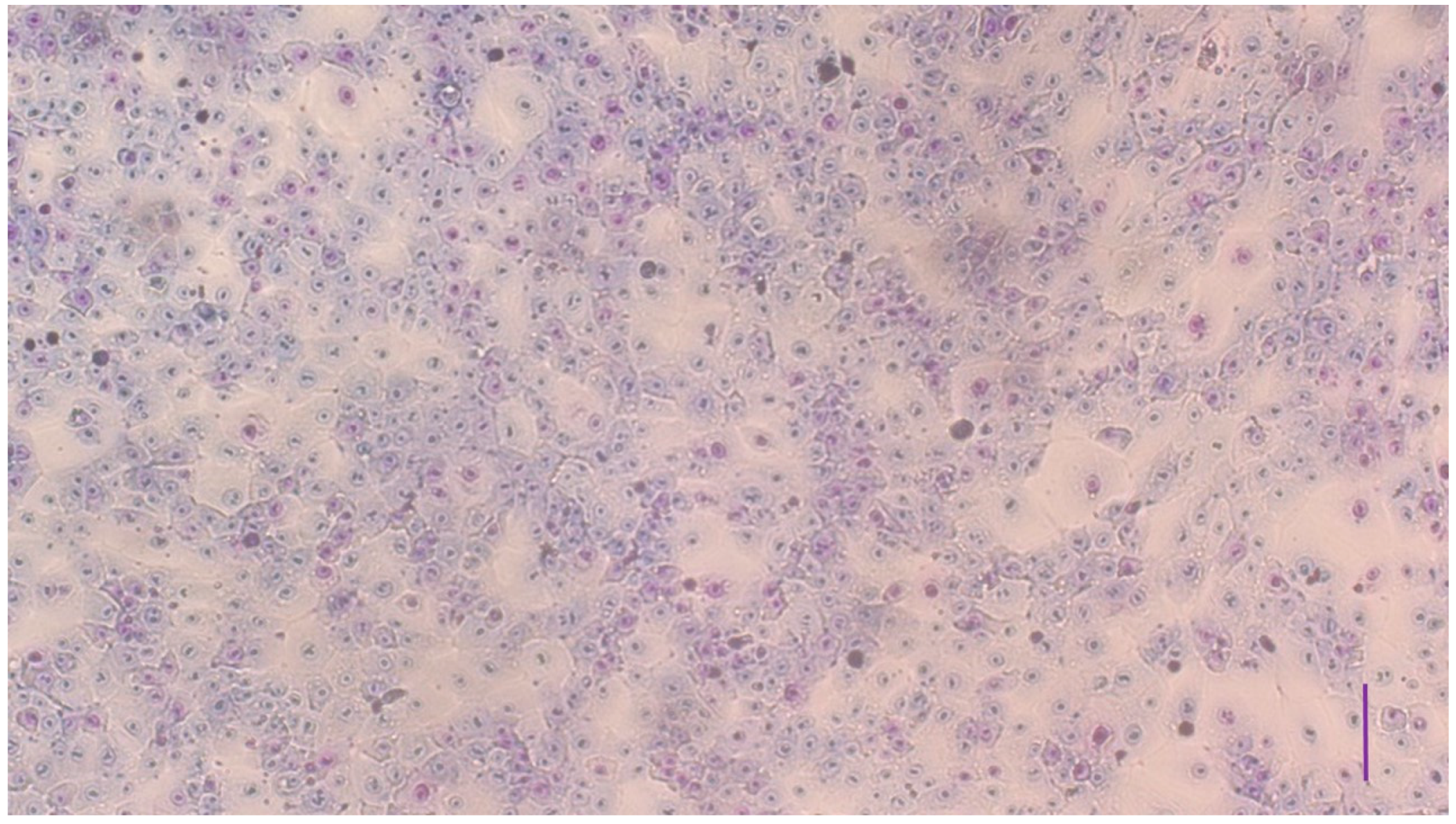 Vetsci 10 00132 g002