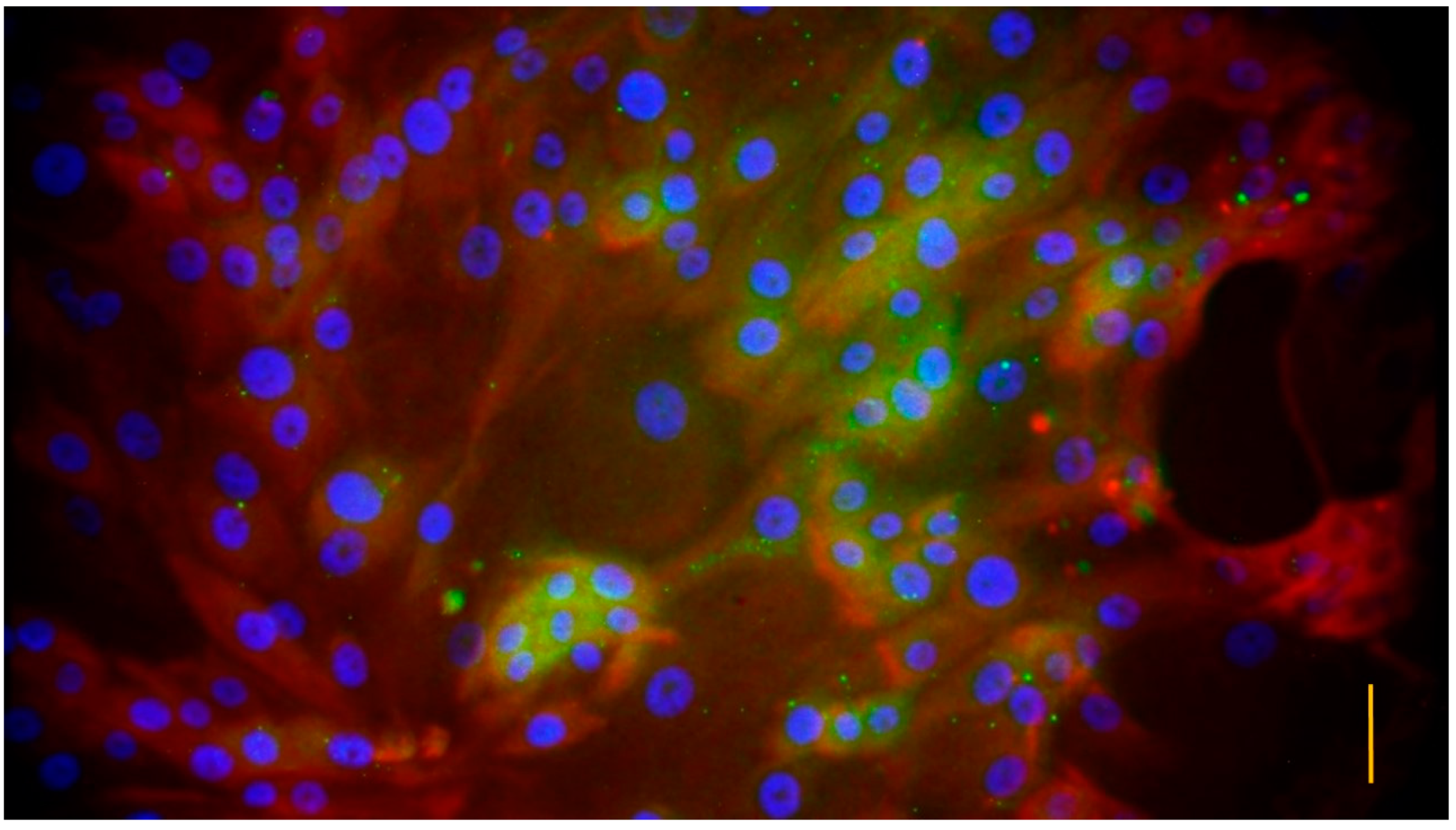 Vetsci 10 00132 g004