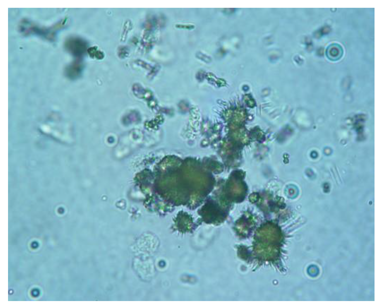 Vetsci 10 00160 g002