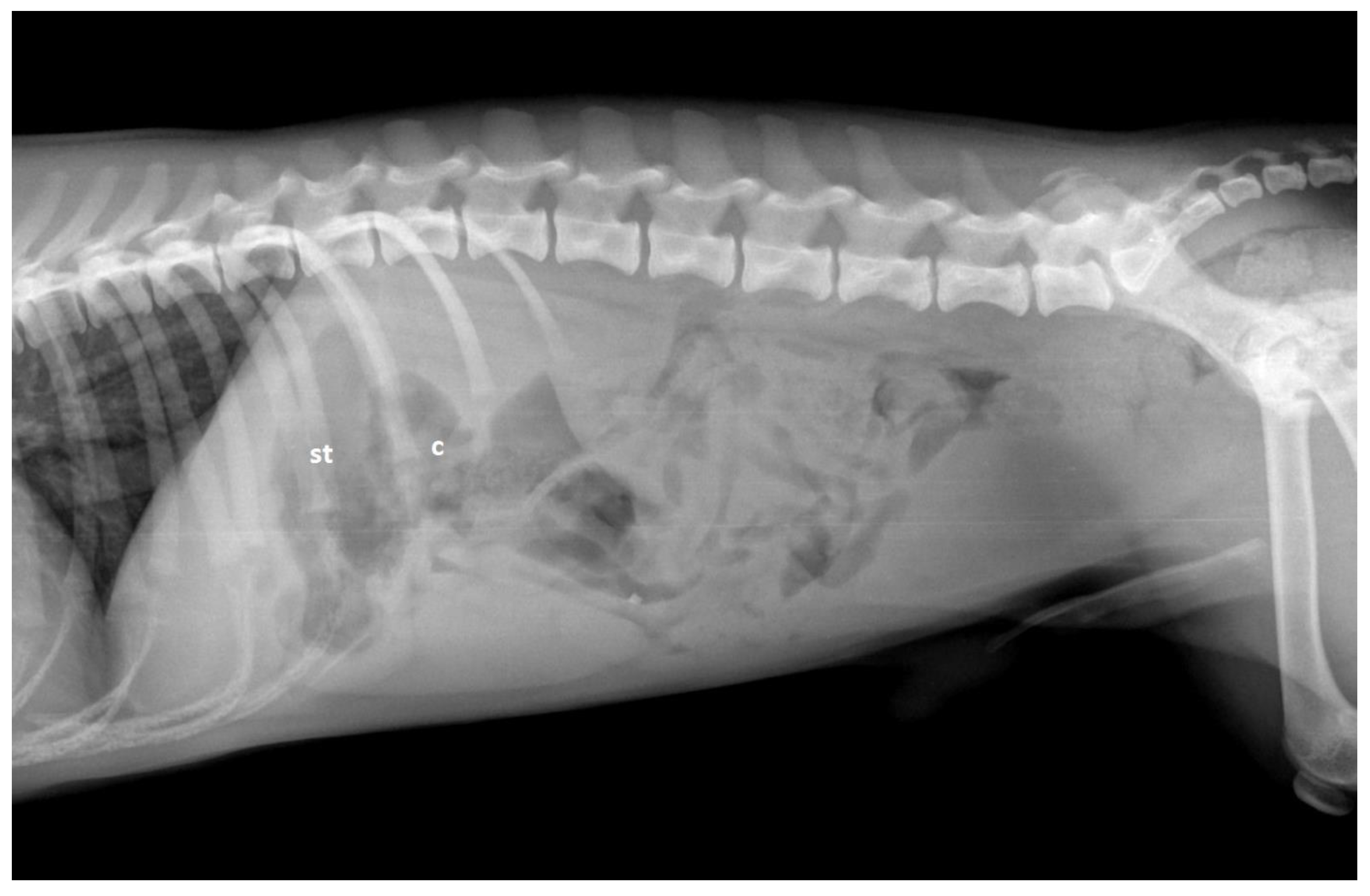 Vetsci 10 00160 g003