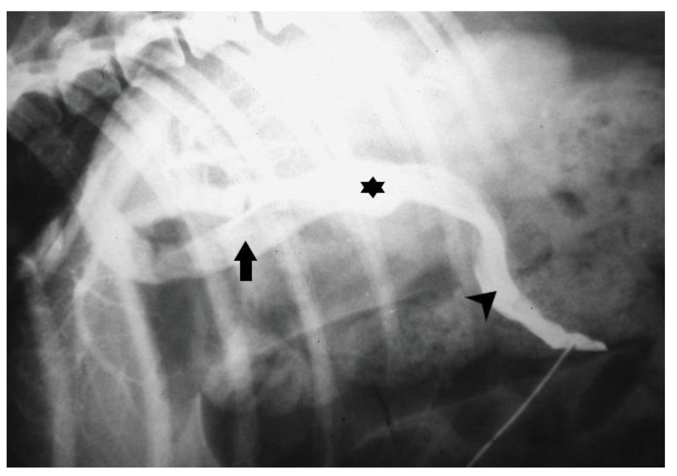 Vetsci 10 00160 g006