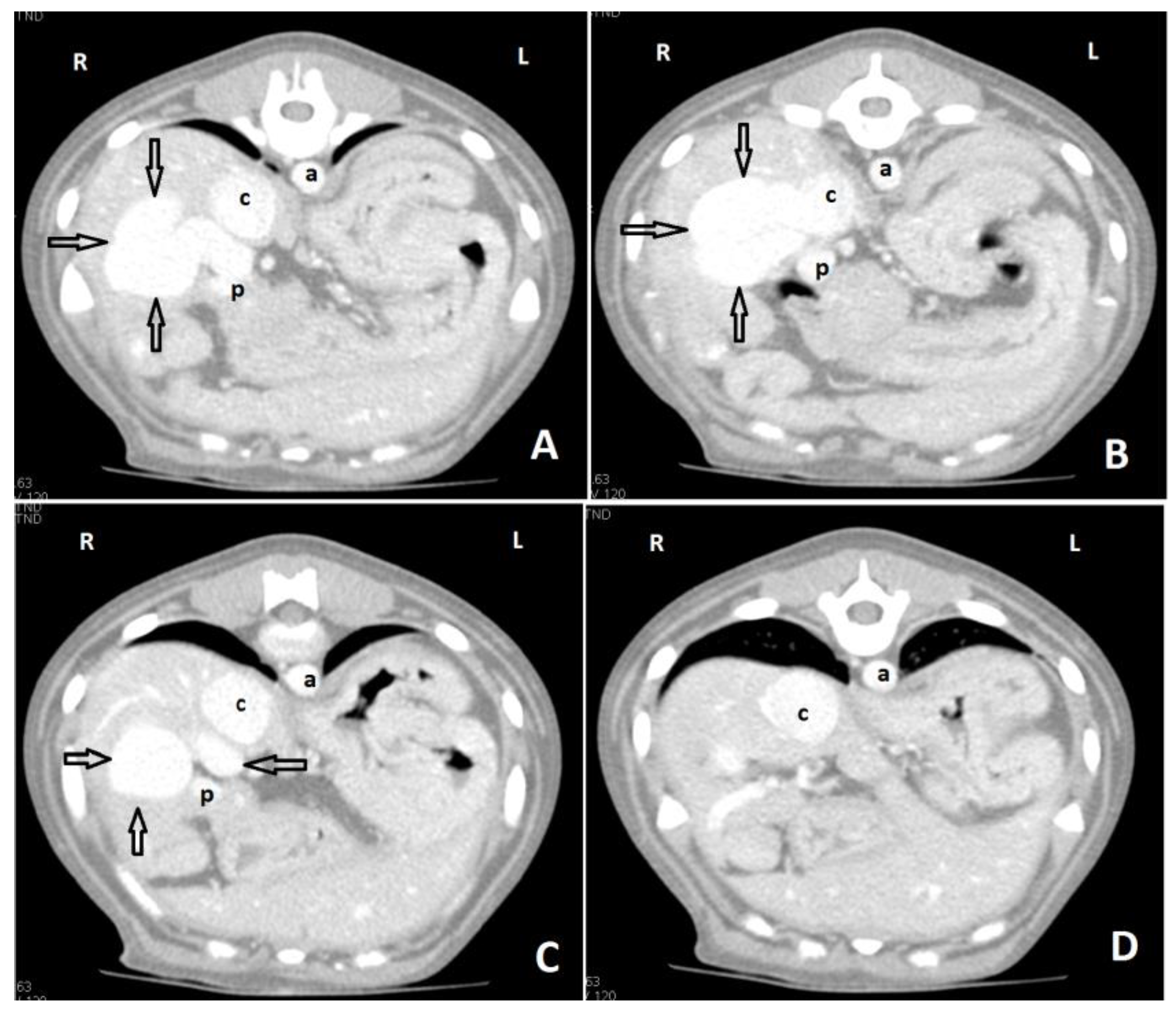 Vetsci 10 00160 g008