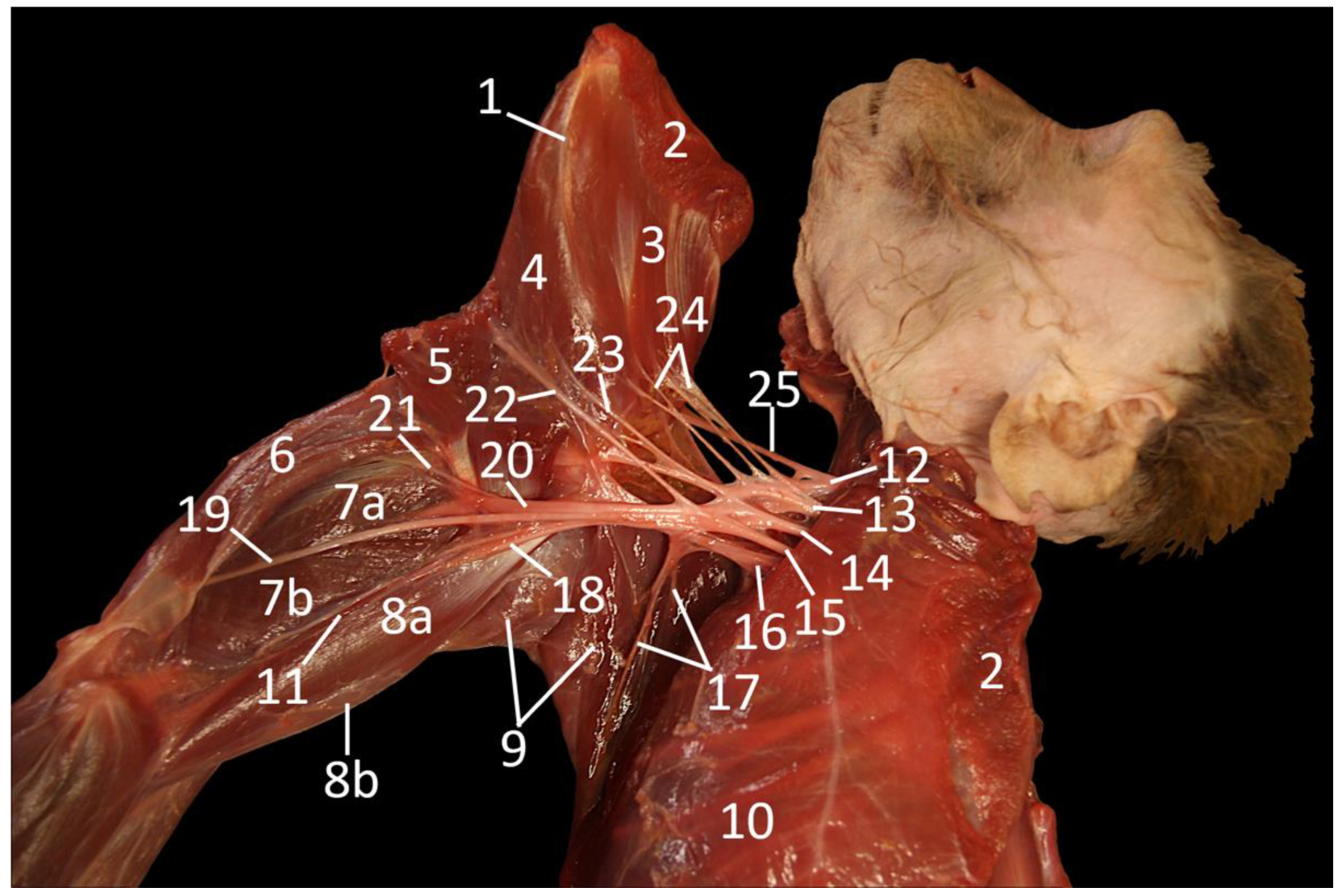 Topographical Anatomy of the Rhesus Monkey (Macaca mulatta)—Part I ...