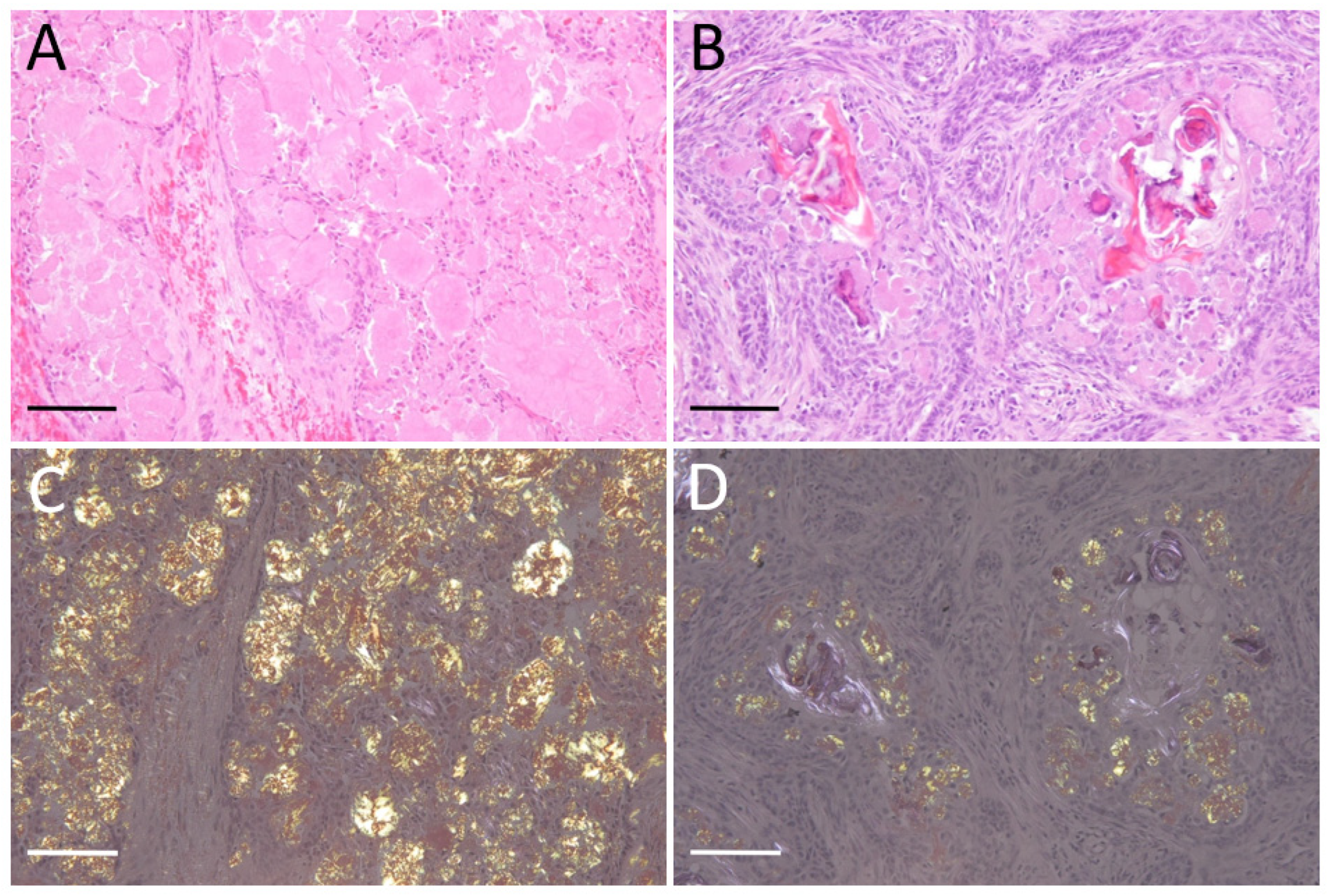 Vetsci 10 00166 g001