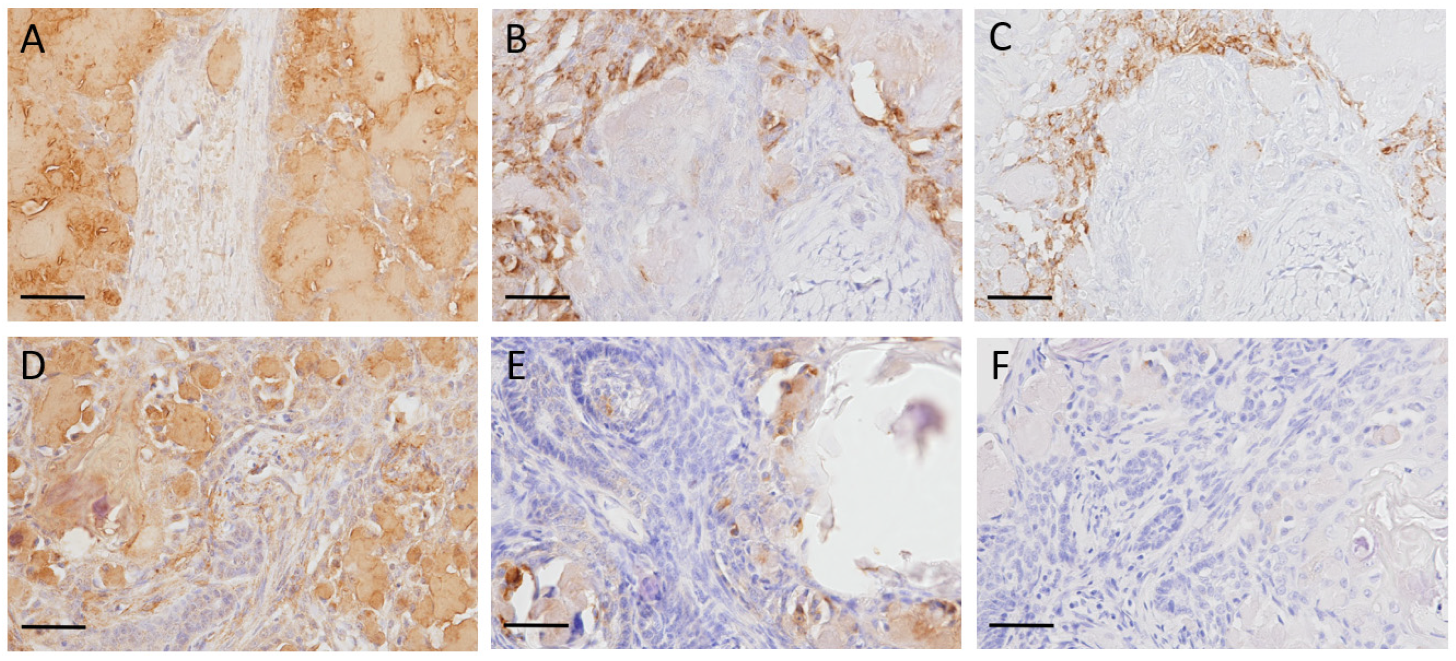 Vetsci 10 00166 g003