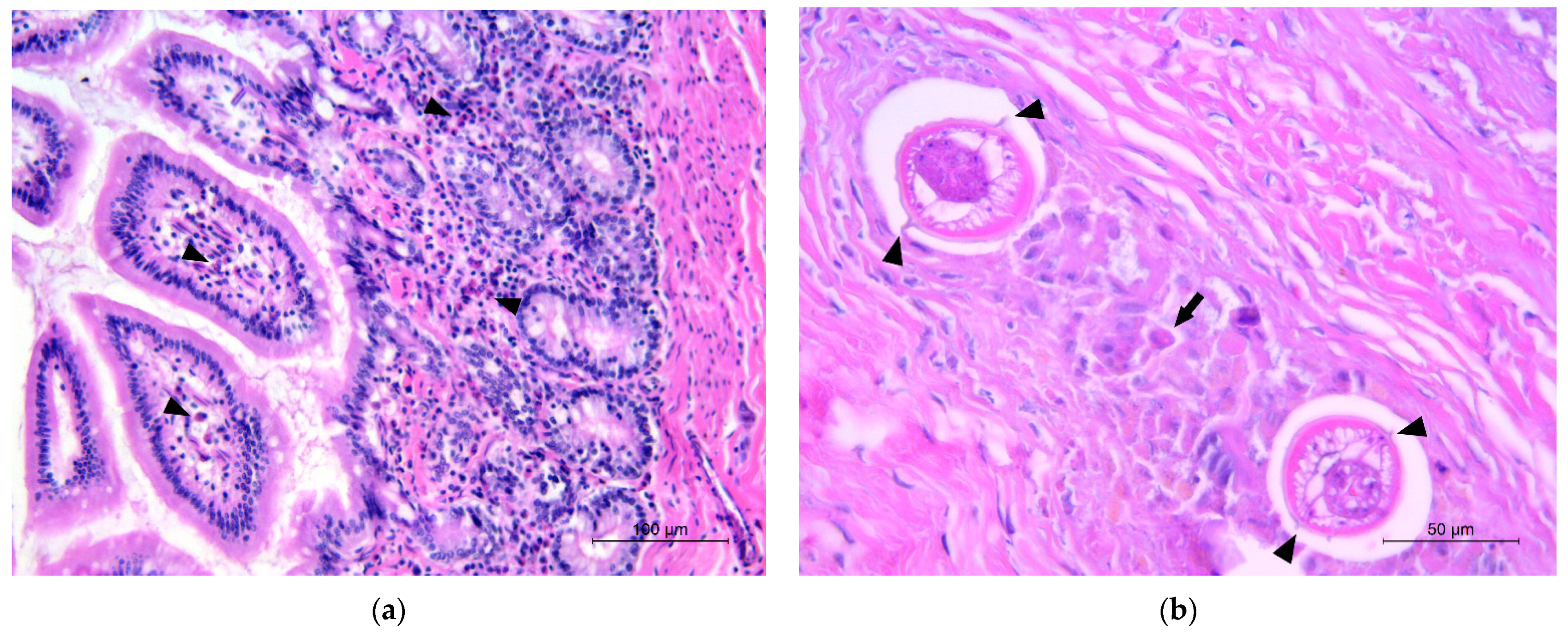 Vetsci 10 00171 g001 Vetsci 10 00171 g001