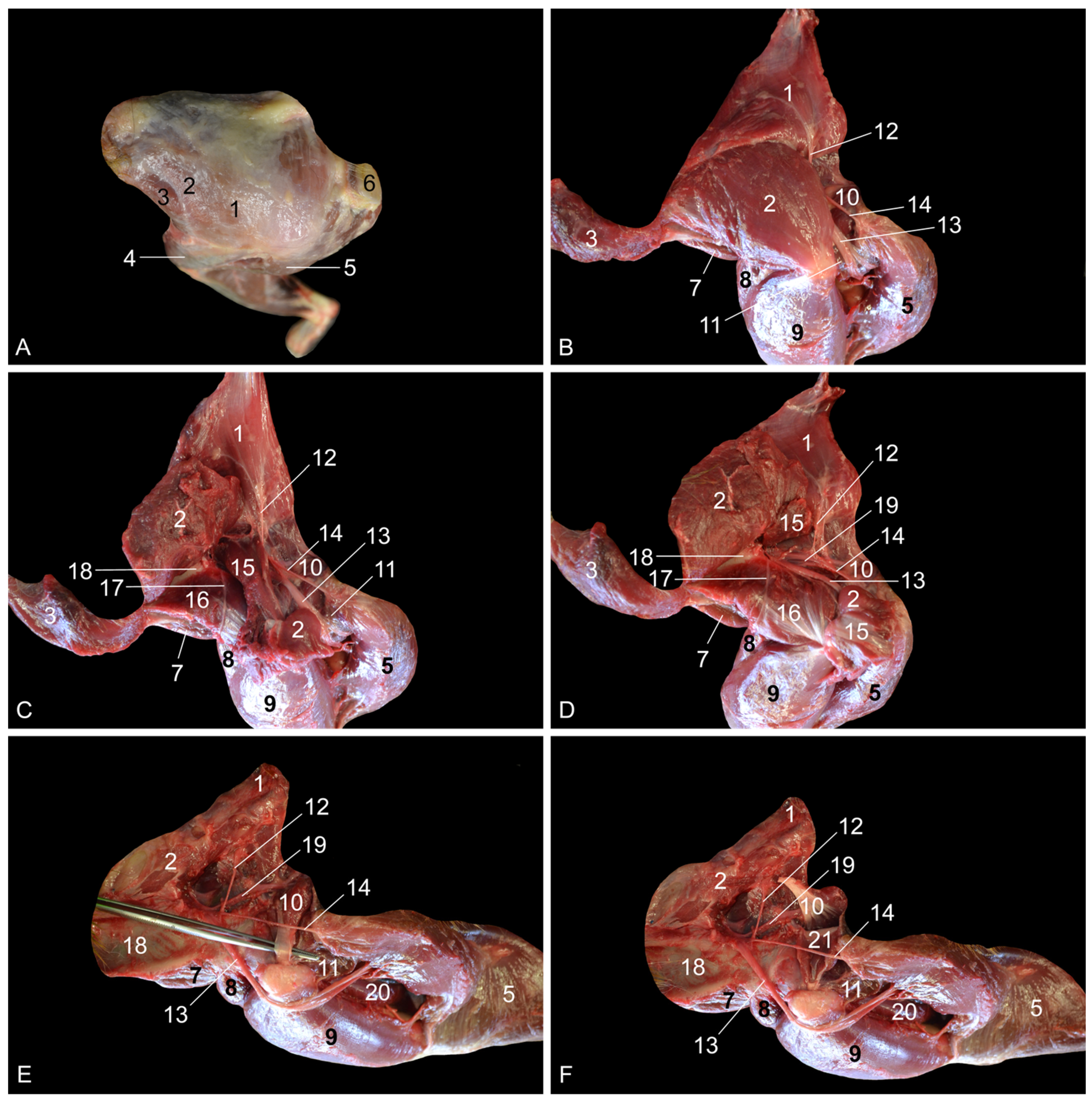 Vetsci 10 00172 g001