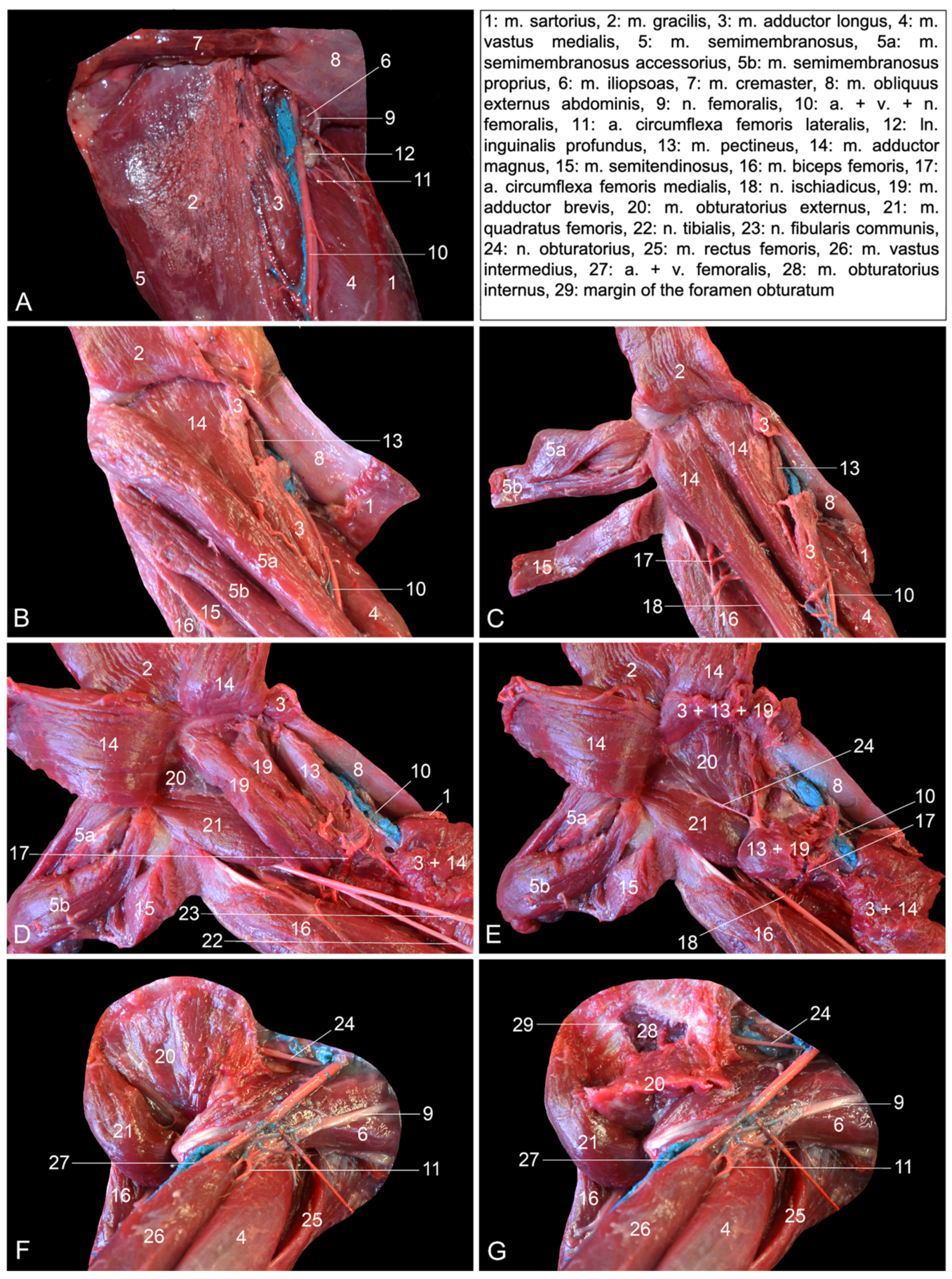 Vetsci 10 00172 g002