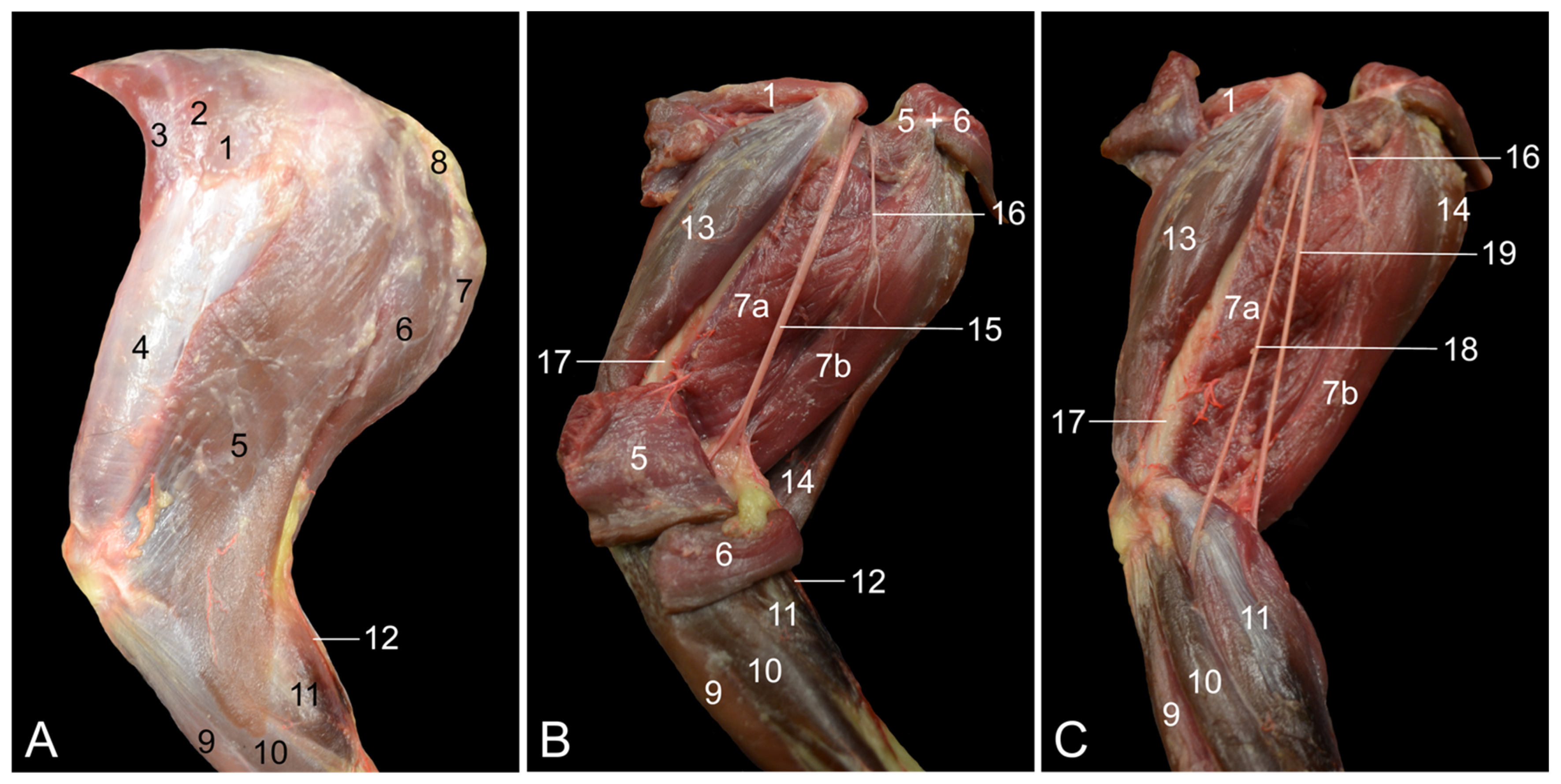 Vetsci 10 00172 g004