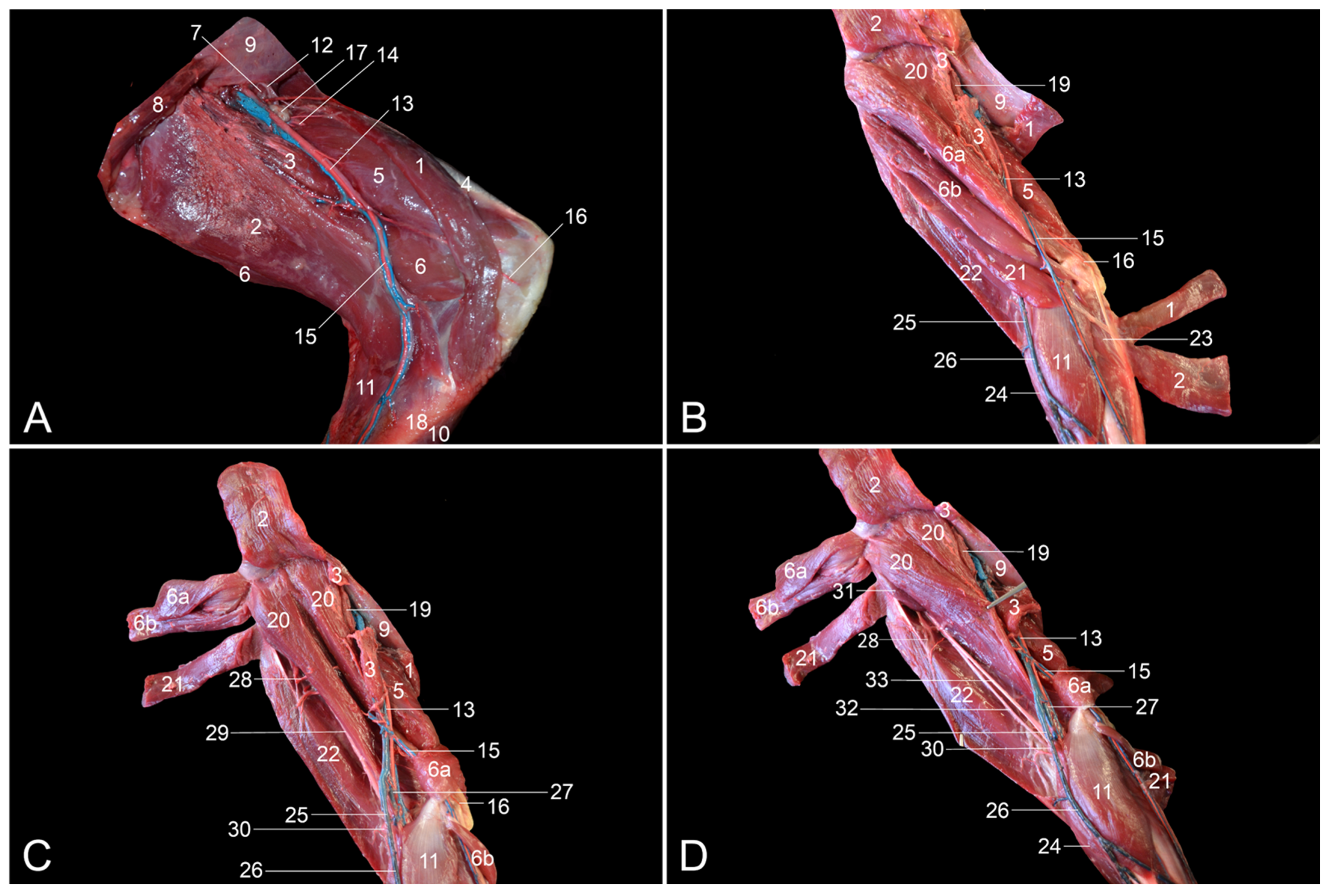 Vetsci 10 00172 g005