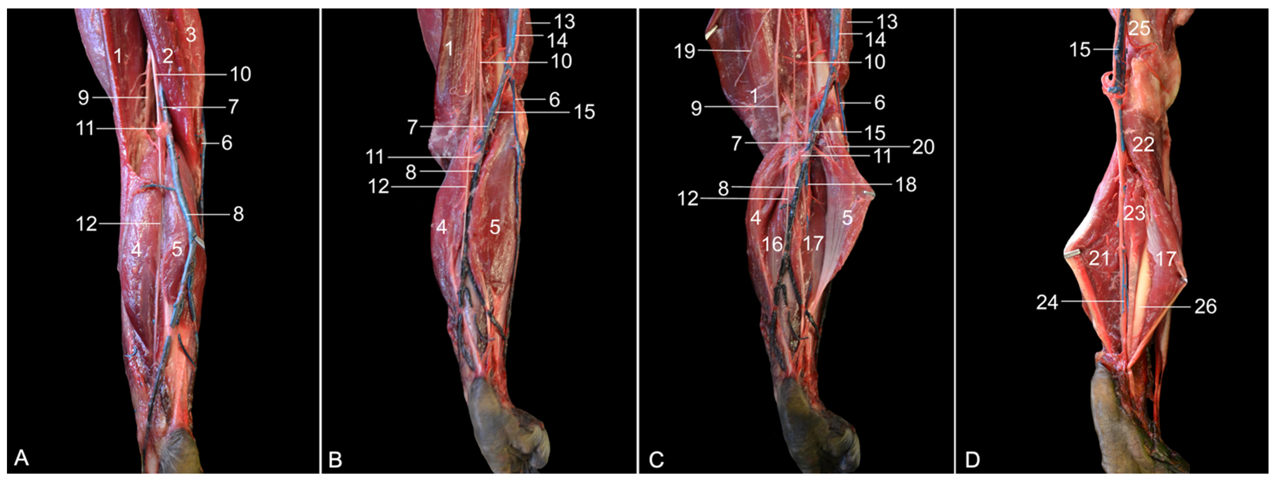 Vetsci 10 00172 g006