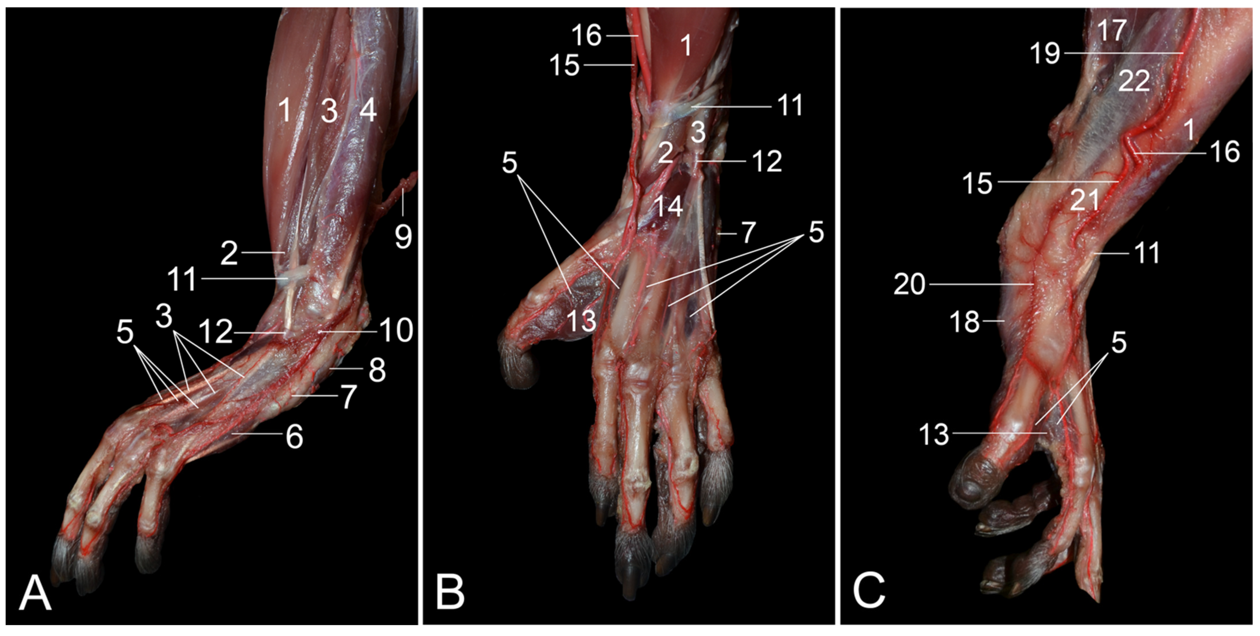 Vetsci 10 00172 g009