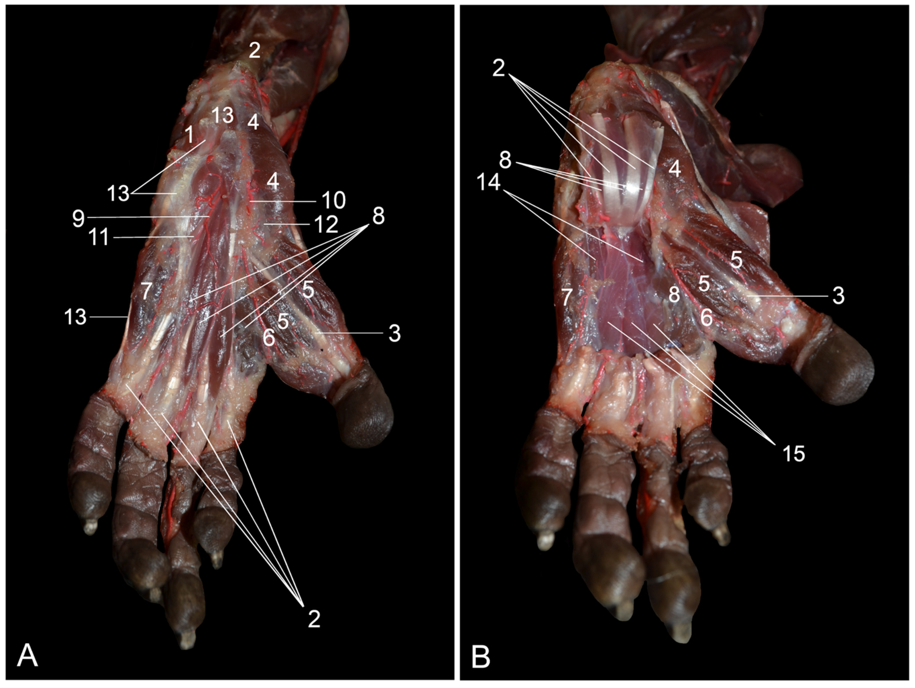 Vetsci 10 00172 g010