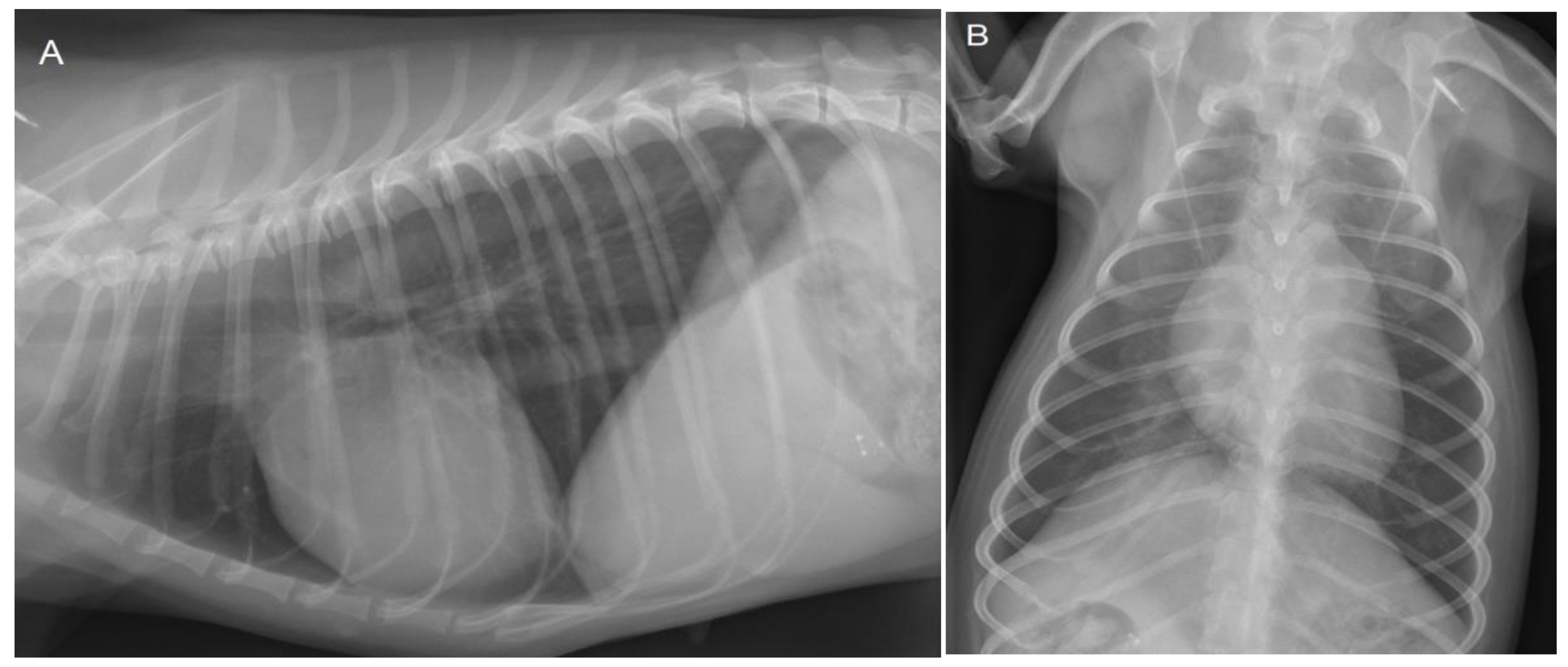 Vetsci 10 00174 g002