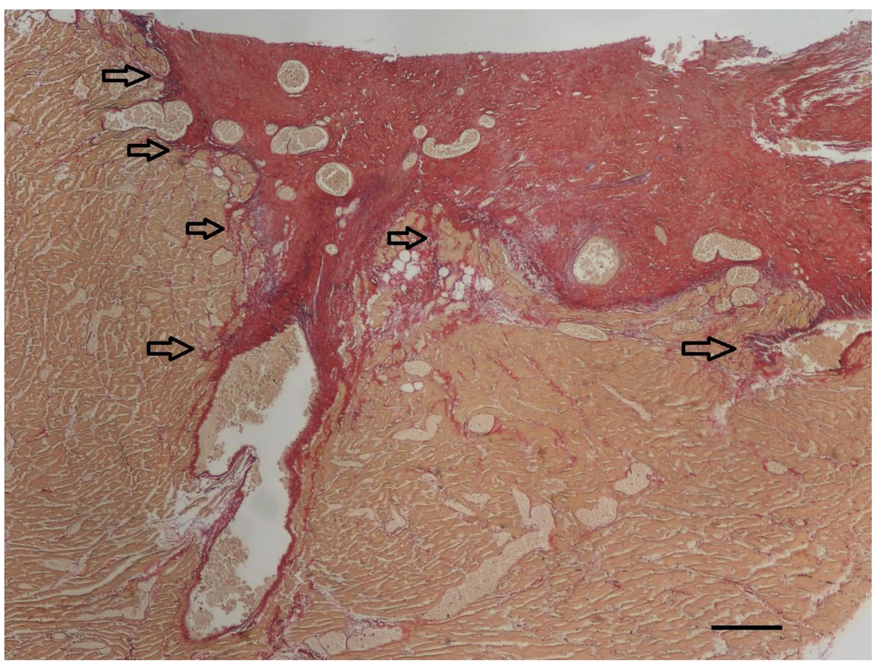 Vetsci 10 00174 g008