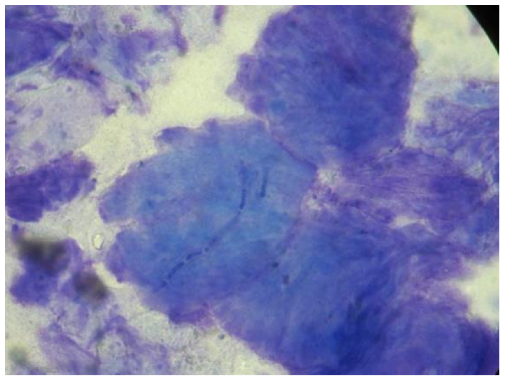 Vetsci 10 00183 g001 Vetsci 10 00183 g001