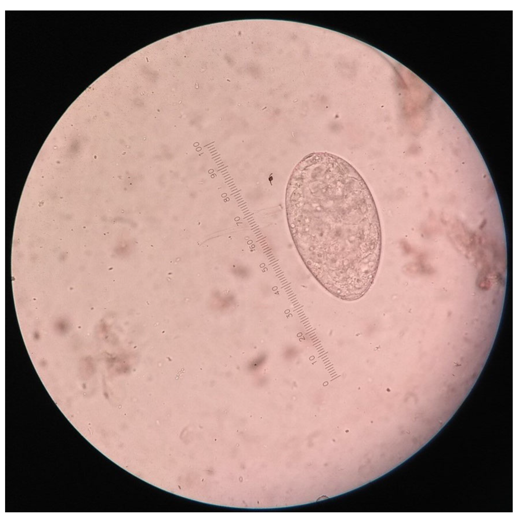 Vetsci 10 00202 g002 Vetsci 10 00202 g002