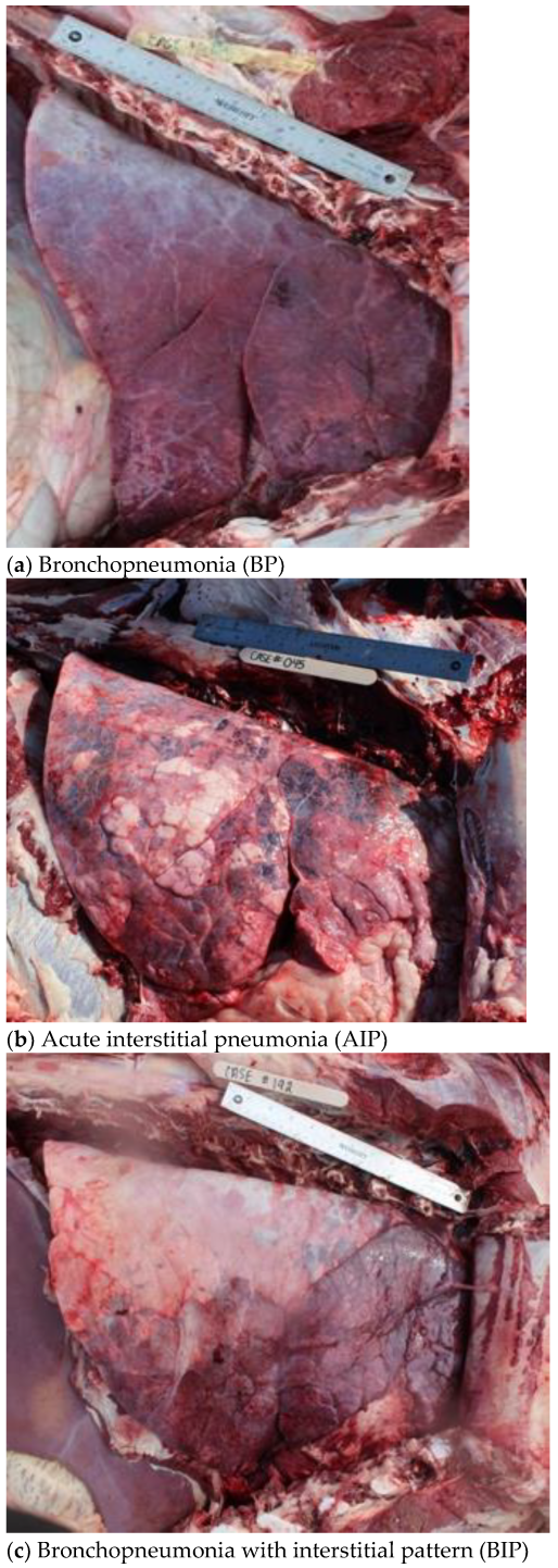 Vetsci 10 00228 g001 Vetsci 10 00228 g001