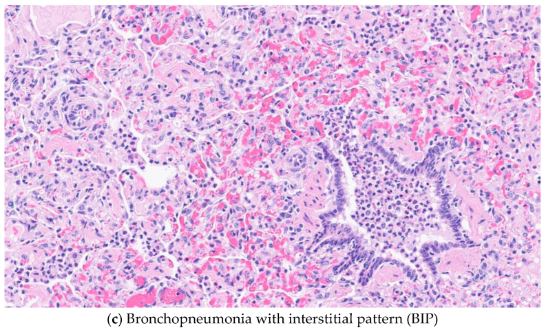 Vetsci 10 00228 g003b Vetsci 10 00228 g003b