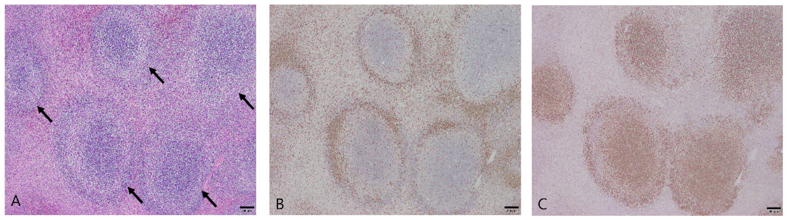 Vetsci 10 00247 g001