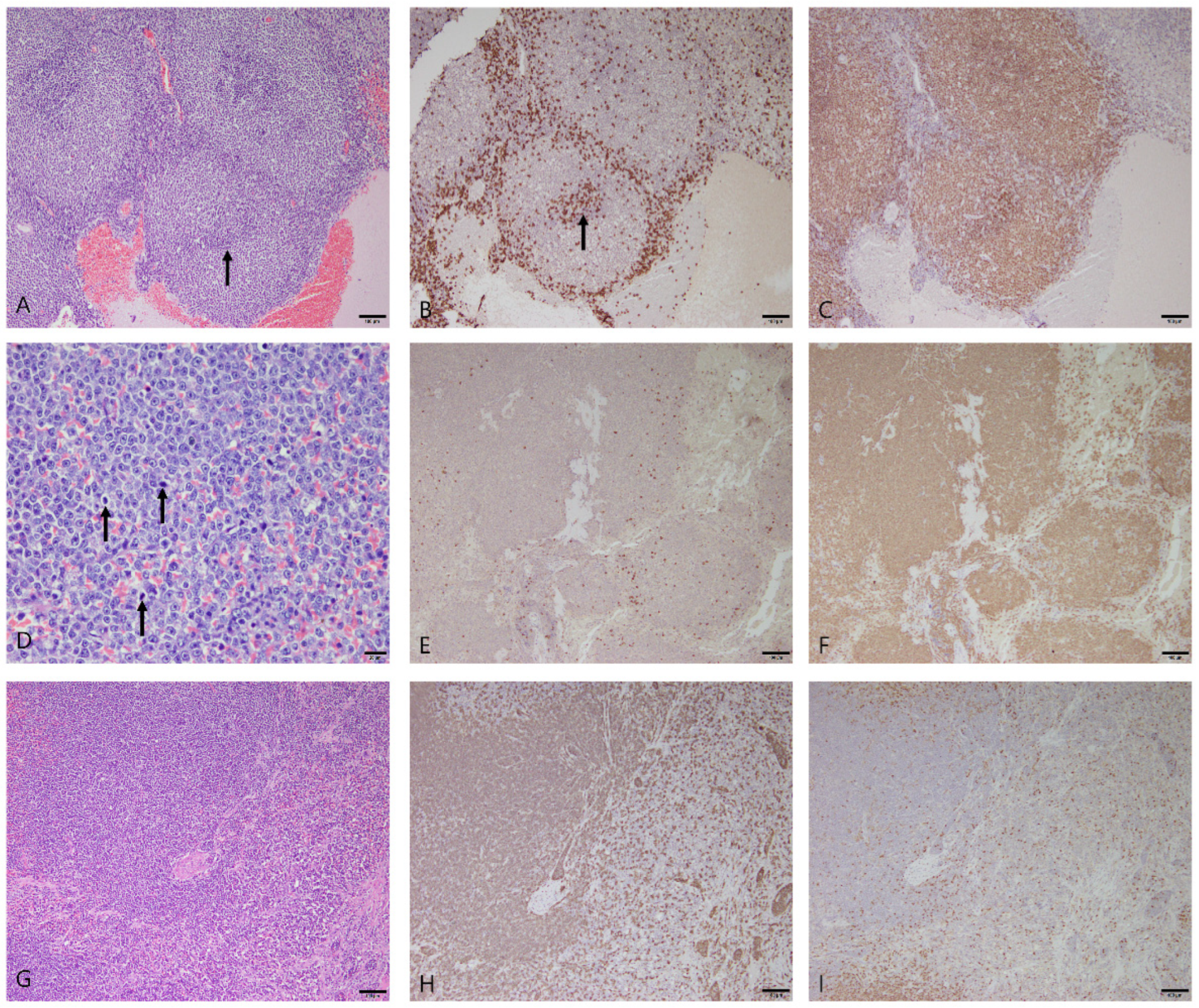 Vetsci 10 00247 g004