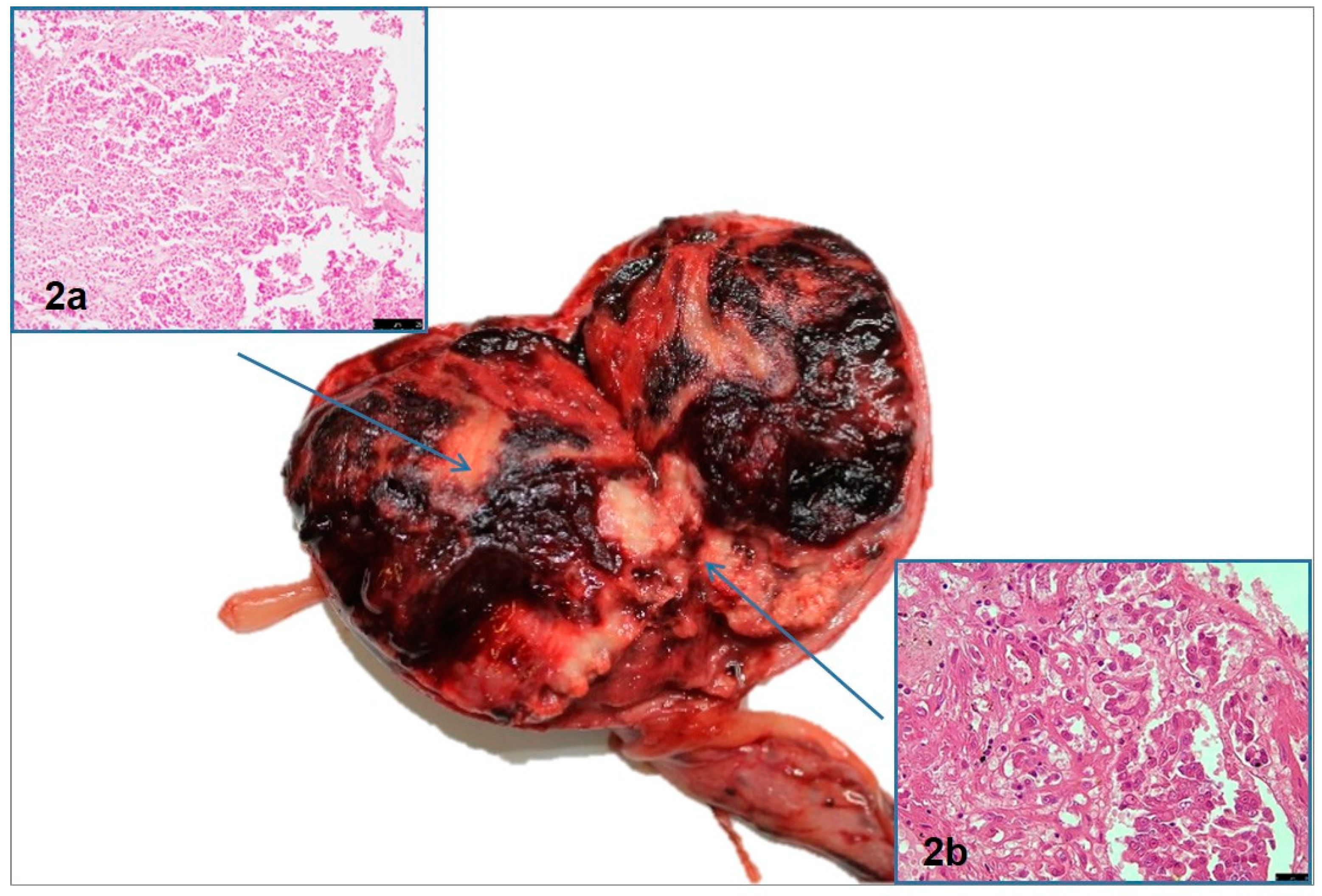 Vetsci 10 00251 g002