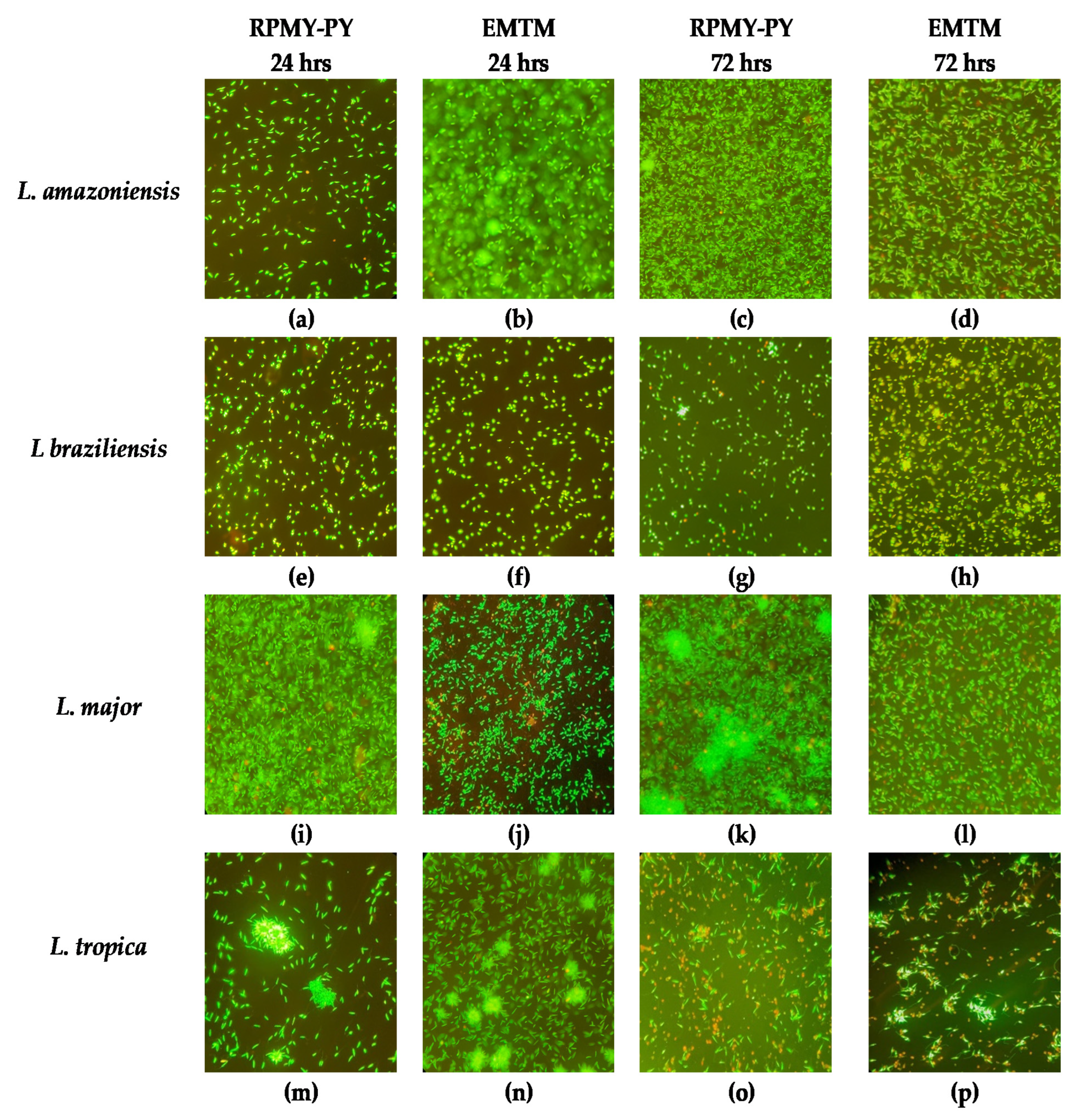 Vetsci 10 00252 g003