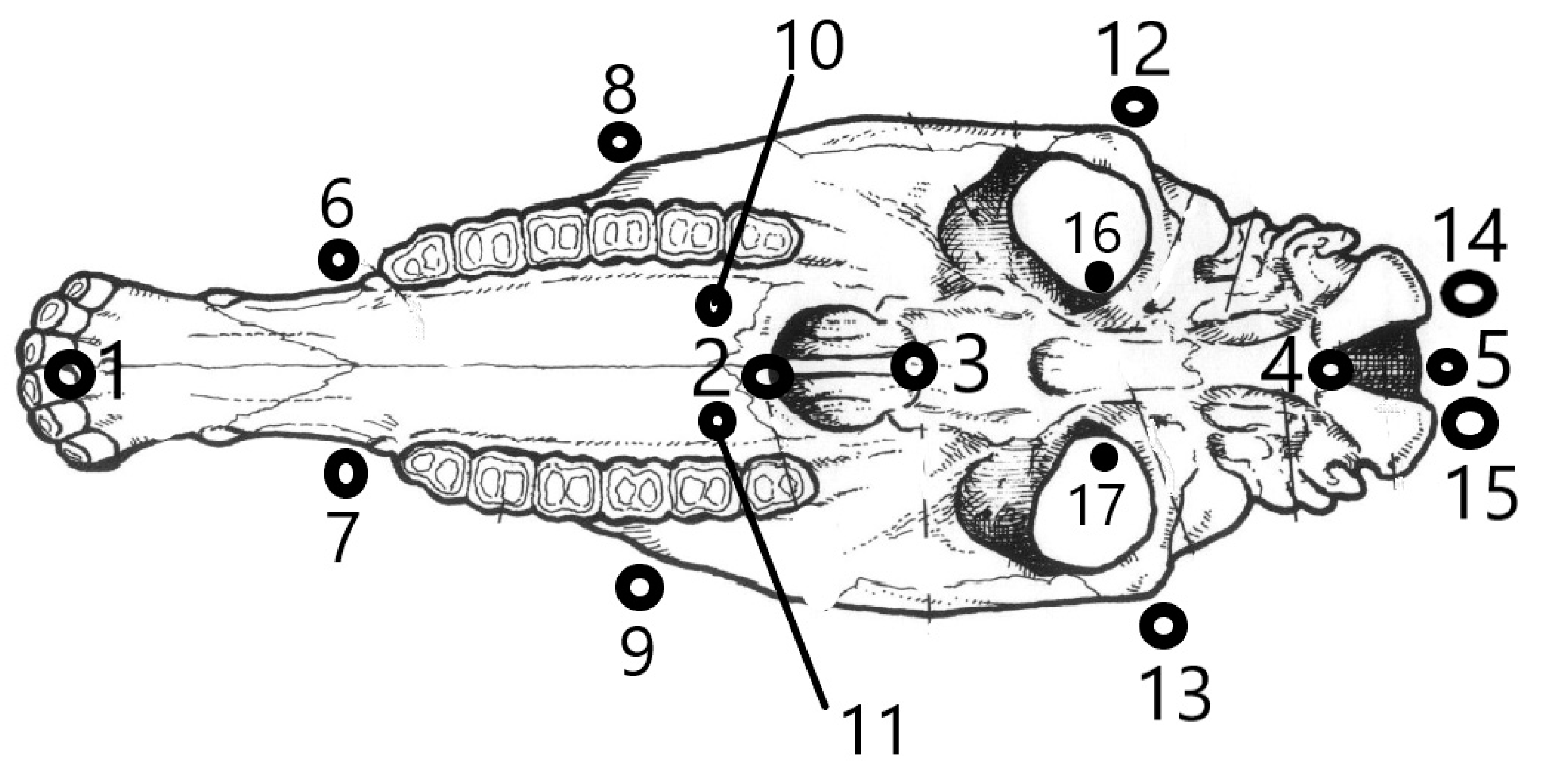 Vetsci 10 00255 g001