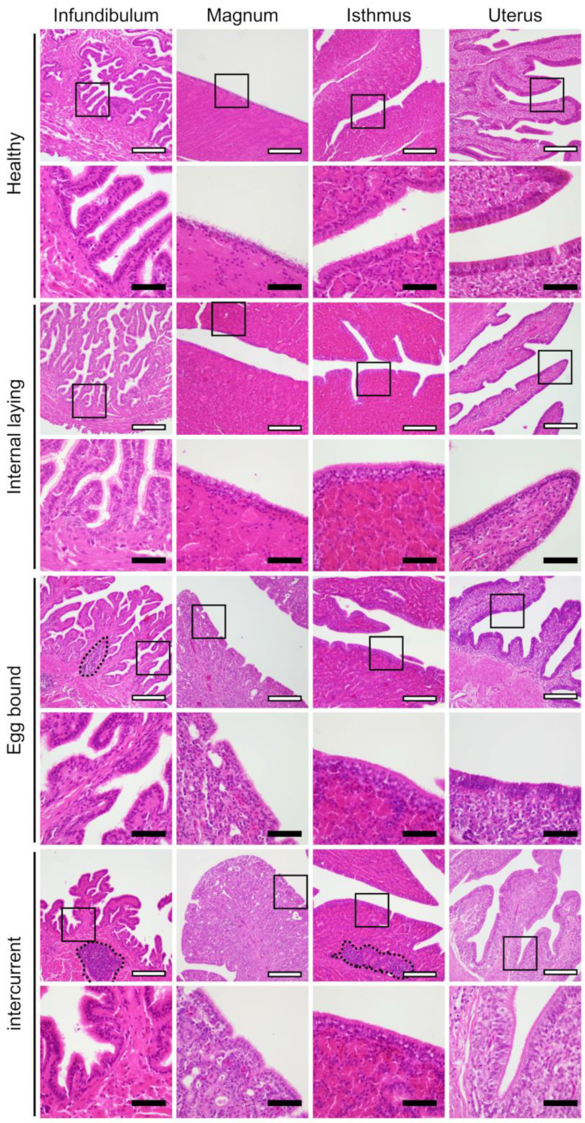 Vetsci 10 00260 g003 Vetsci 10 00260 g003